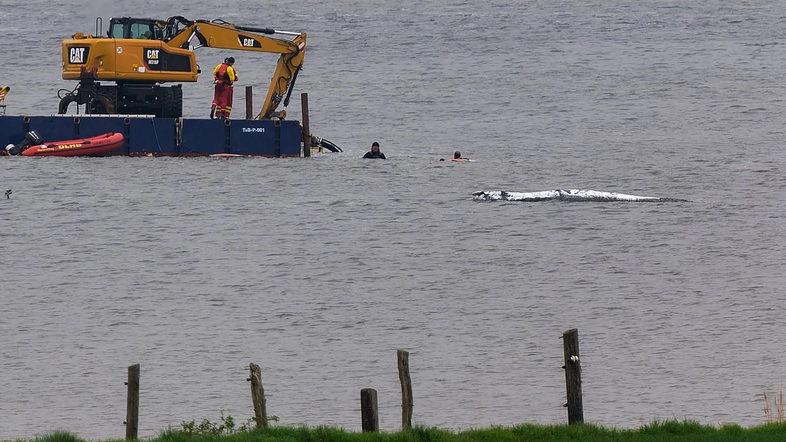 Komplizierte Walrettung: „Jetzt brauchen wir ein Wunder“