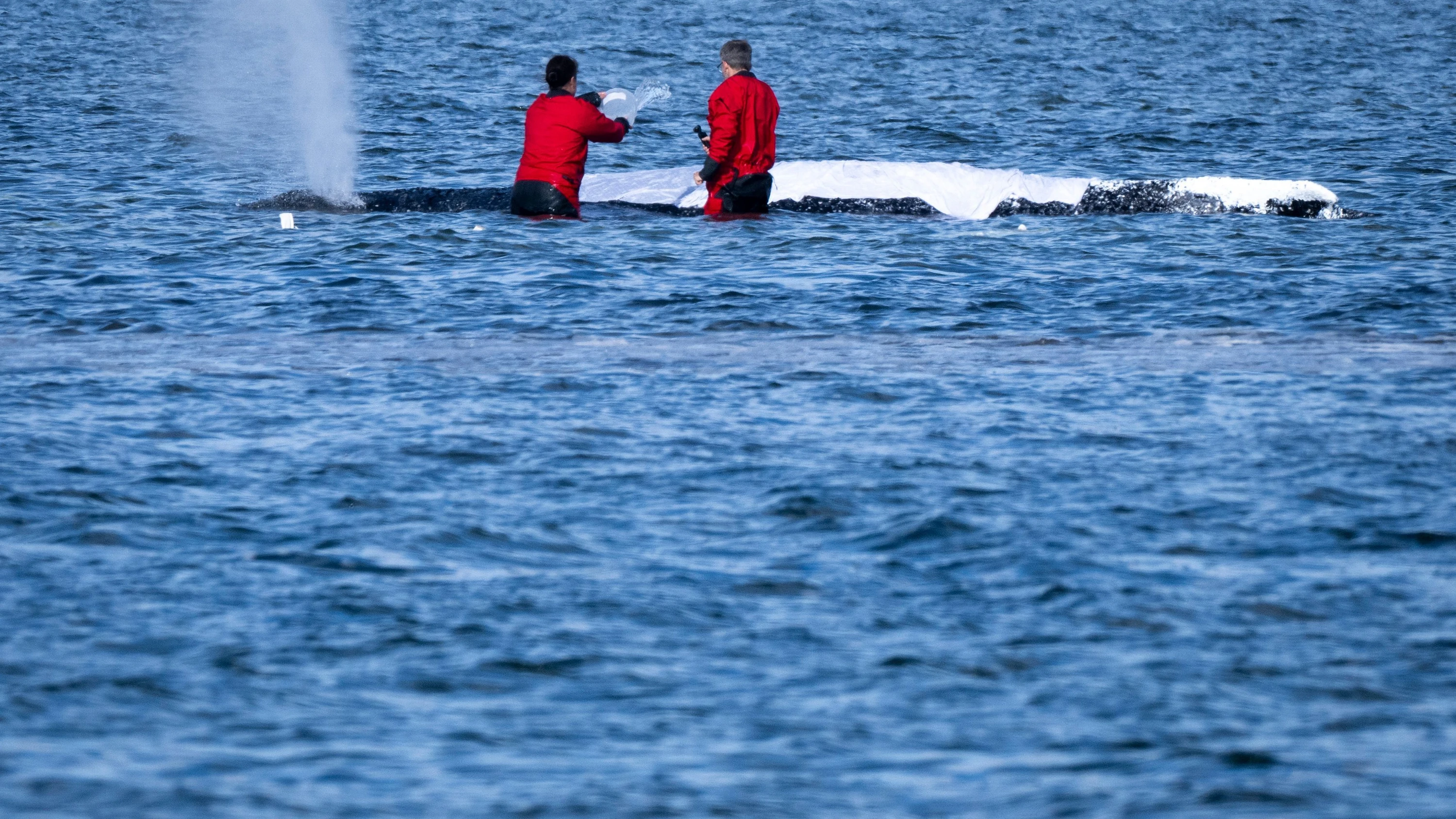 Bild: Vor Insel POel: Spezialschute für Wal-Transport erreicht Ostsee