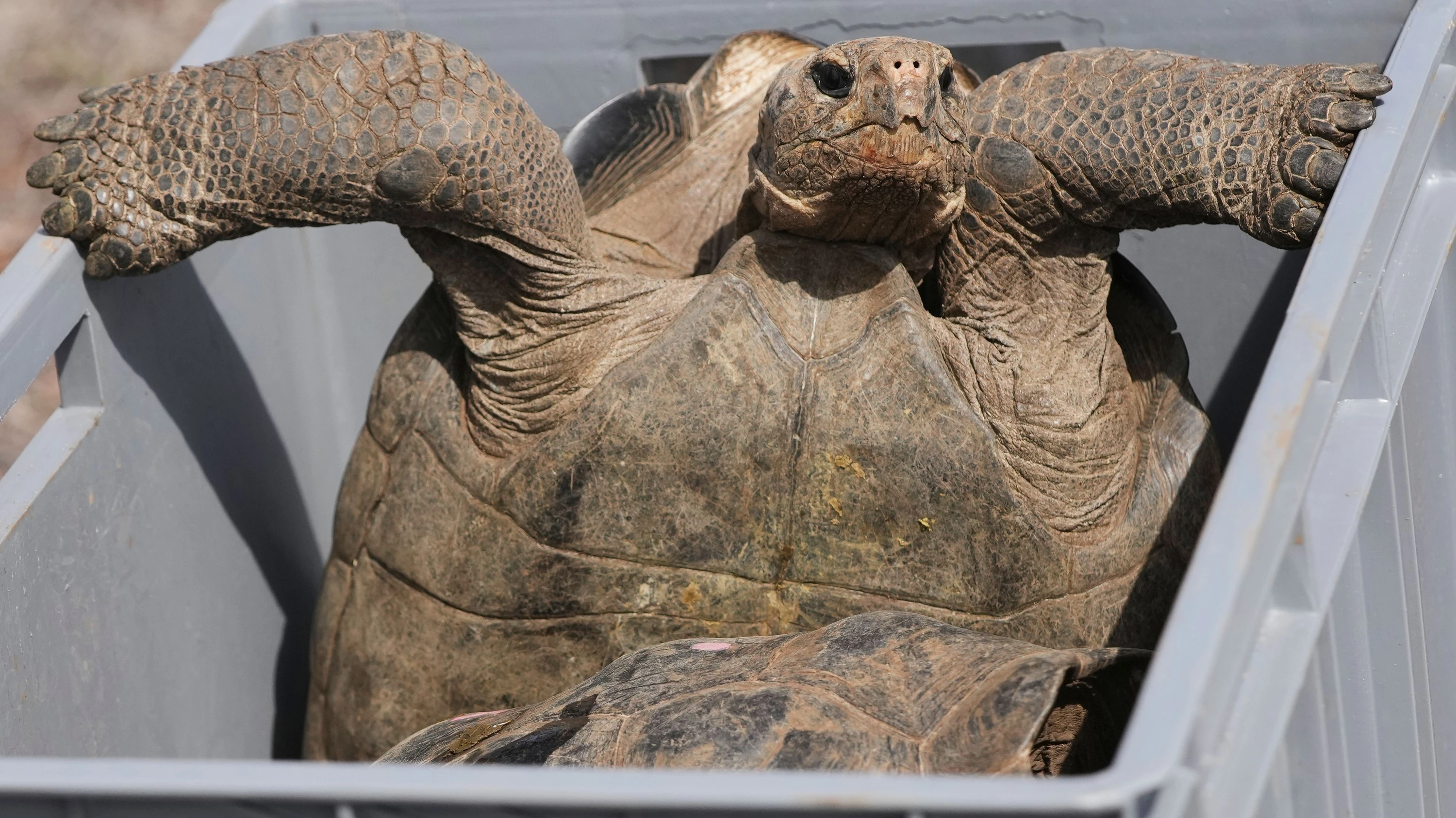 Floreana: Ranger siedeln Riesenschildkröten wieder auf Galápagos-Insel an Floreana: Ranger siedeln Riesenschildkröten wieder auf Galápagos-Insel an