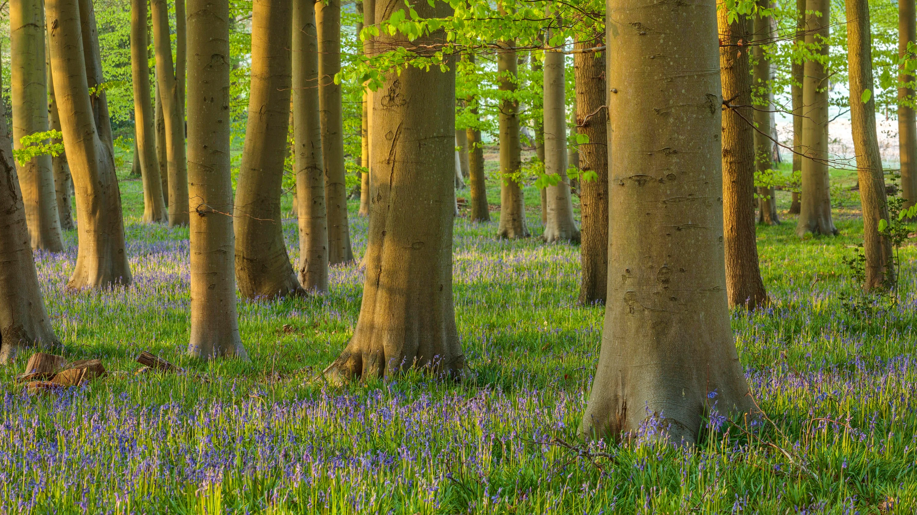 Bauen mit Laubholz: „Baubuche hat fast Stahlträgerqualität“ Bauen mit Laubholz: „Baubuche hat fast Stahlträgerqualität“