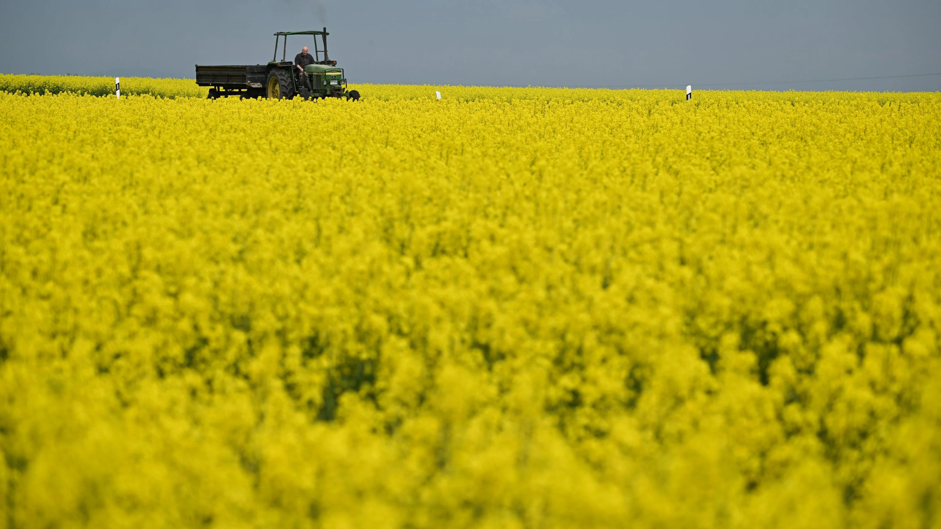 Rapsblüte: Gelbes statt schwarzes Gold