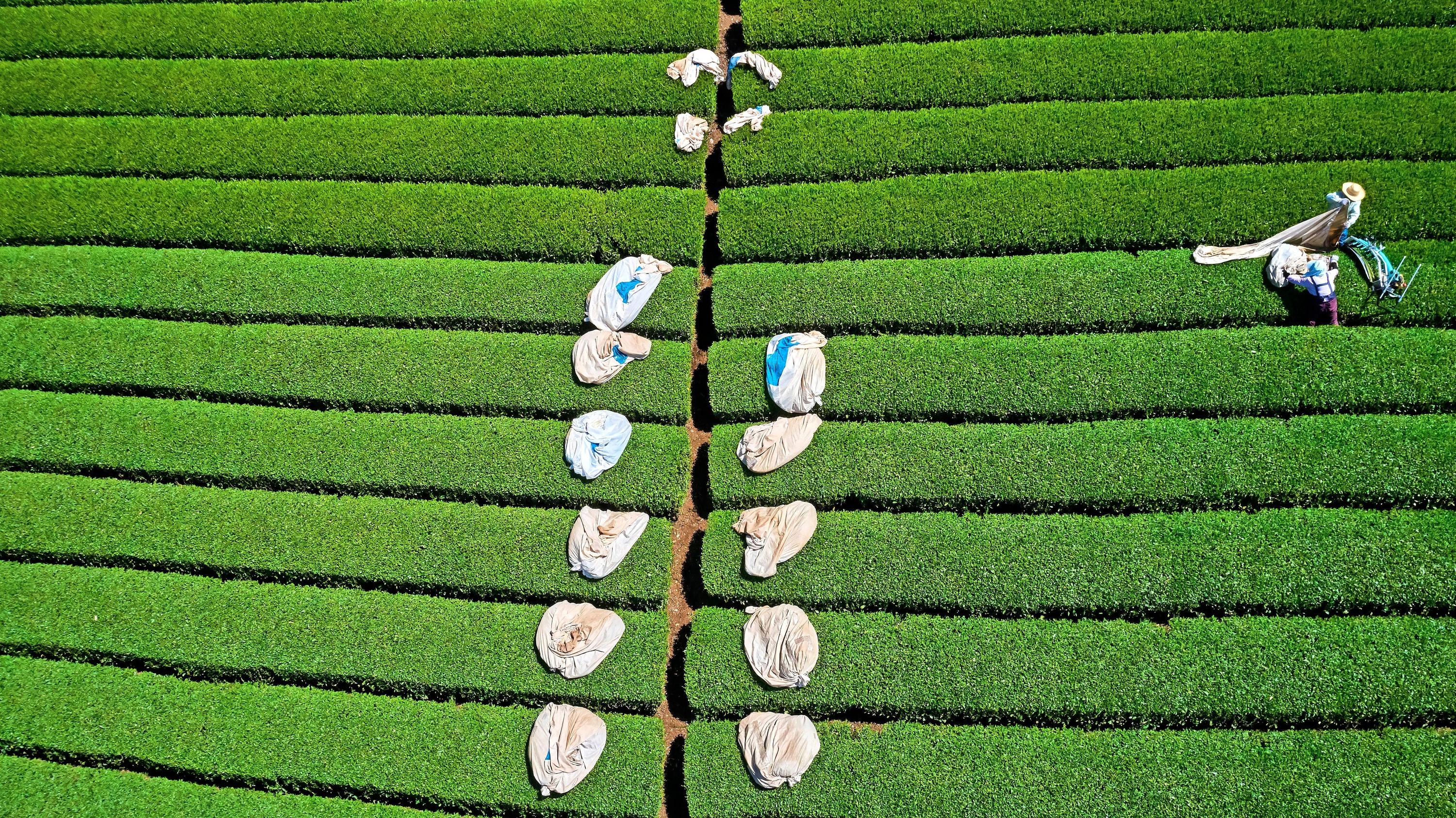 Herkunftsland des Kultgetränks: Wie der Matcha-Boom Japans Teebranche aufmischt