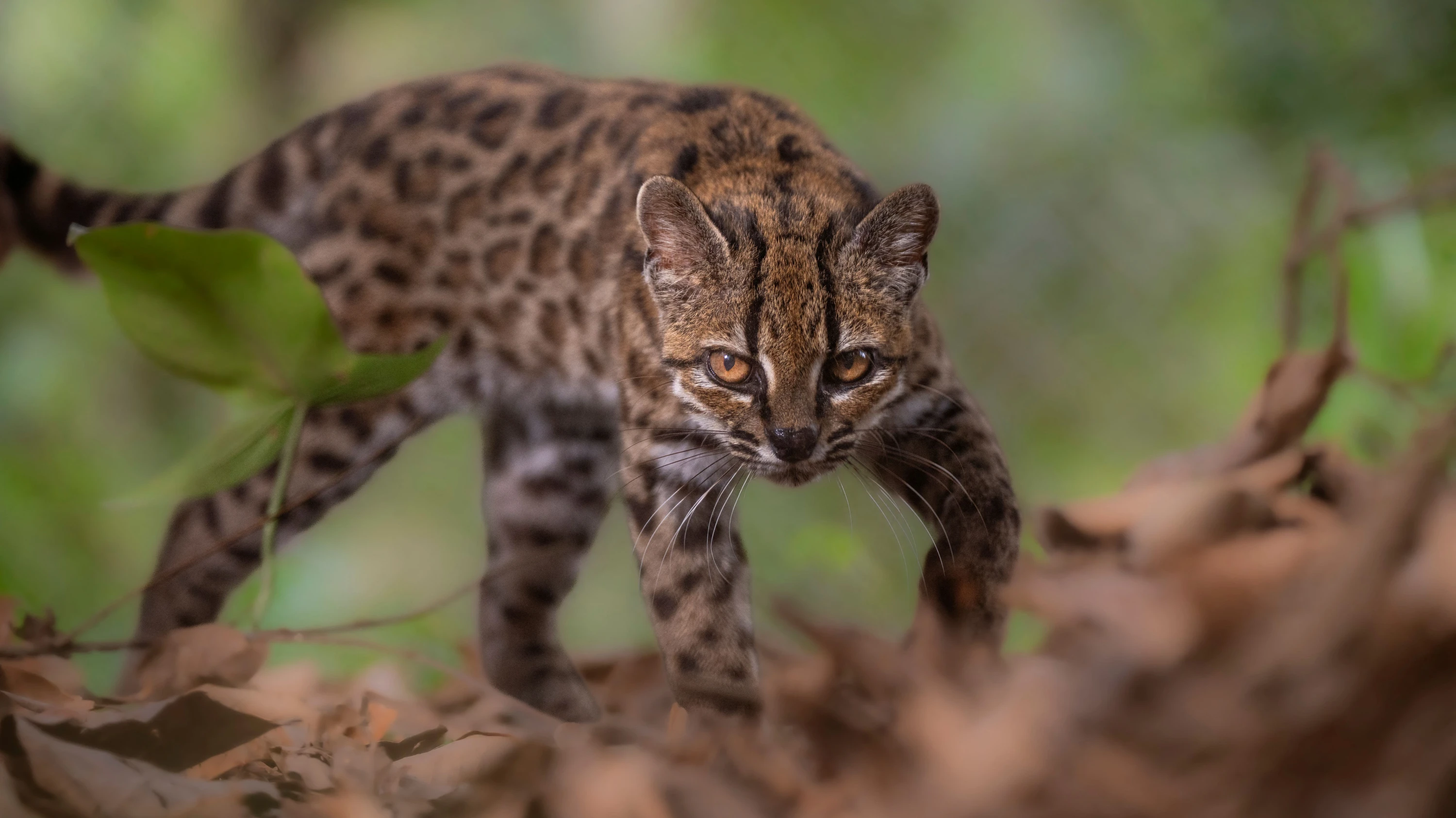 Eine Leopardus tilcayo in Bolivien. - Reuters