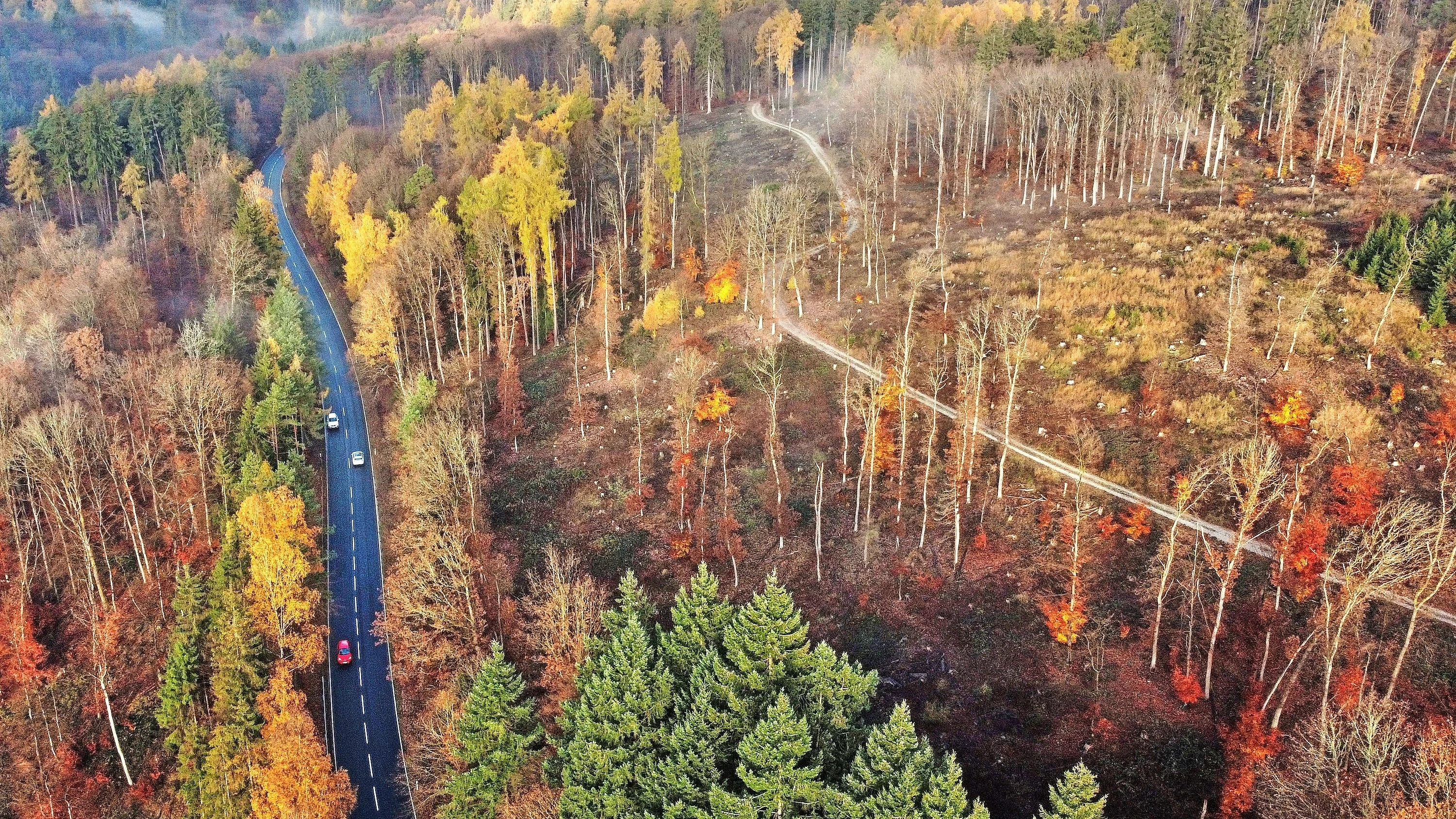 Wälder in Hessen: Trockenheit macht Bäumen zu schaffen
