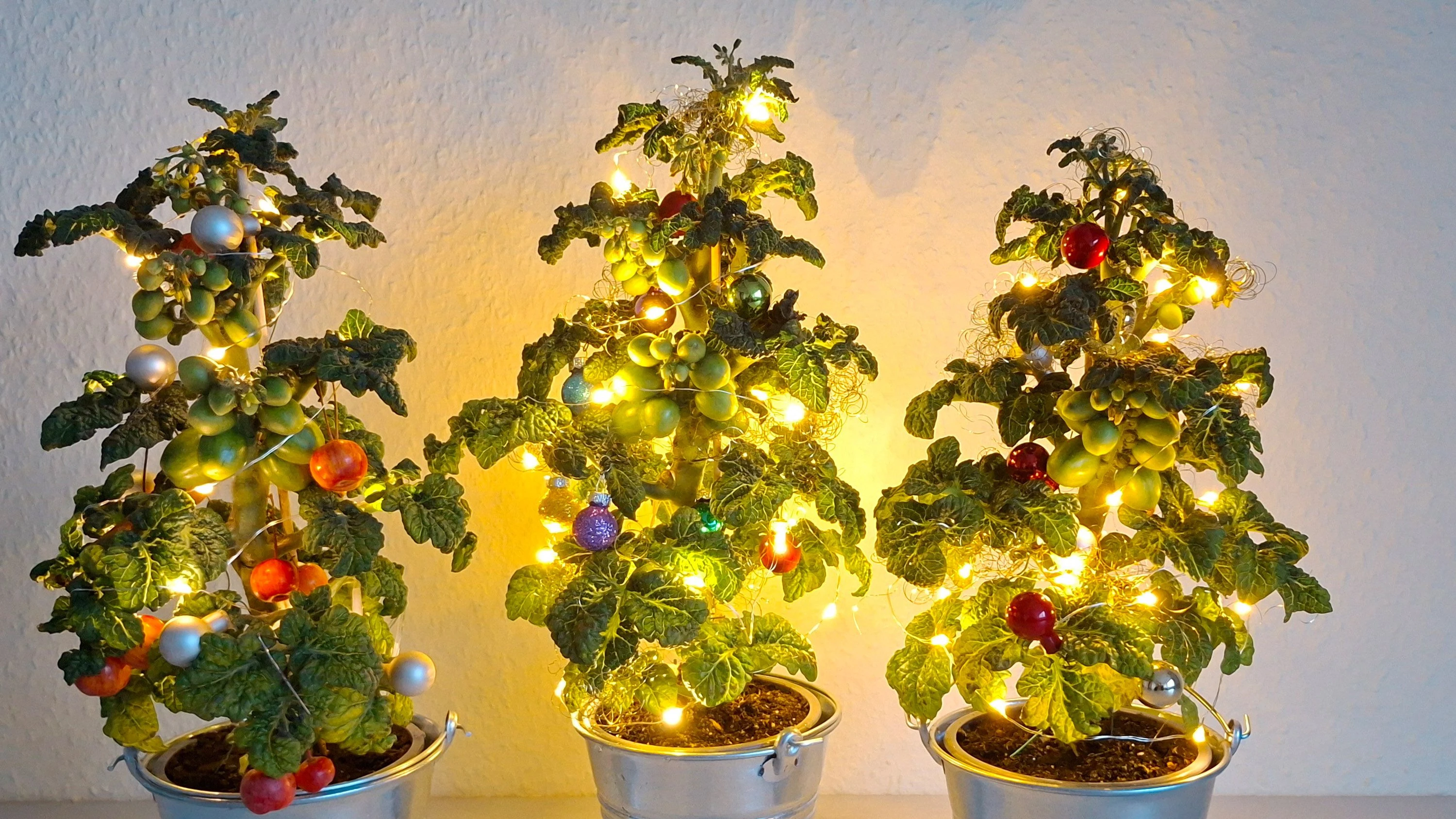 NeuZüchtung: Weihnachtsbaum zum Essen NeuZüchtung: Weihnachtsbaum zum Essen