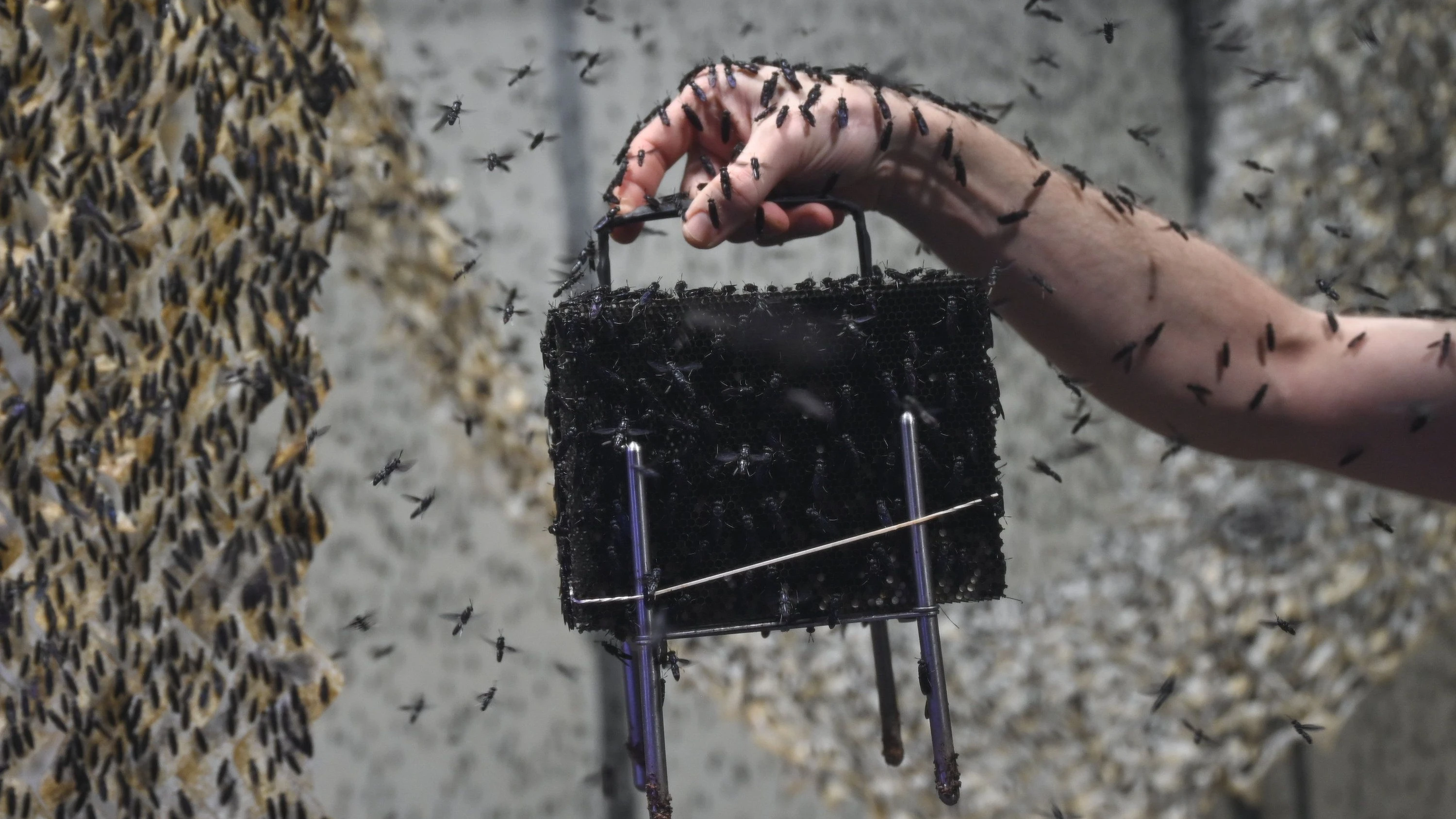 Entosolutions ändert Pläne: Keine Insektenfarm in Gießen
