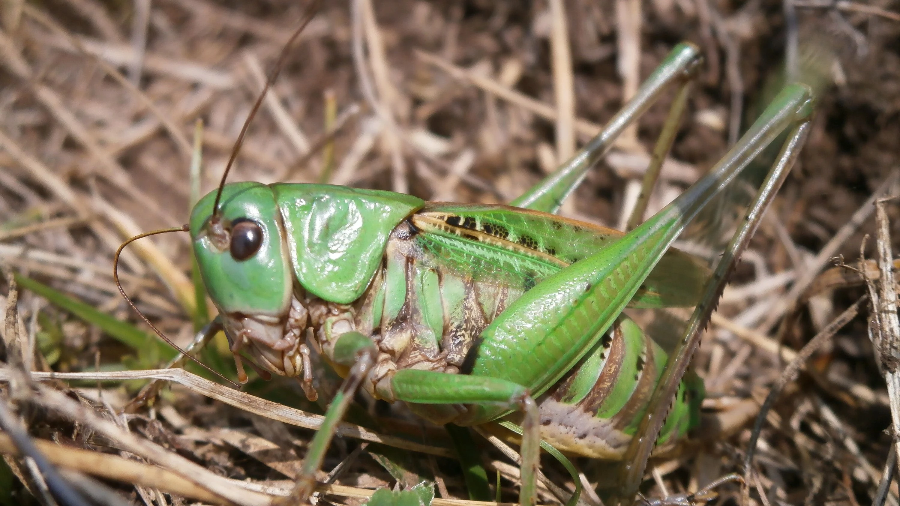 Naturlaute: Klänge der Jurazeit Naturlaute: Klänge der Jurazeit