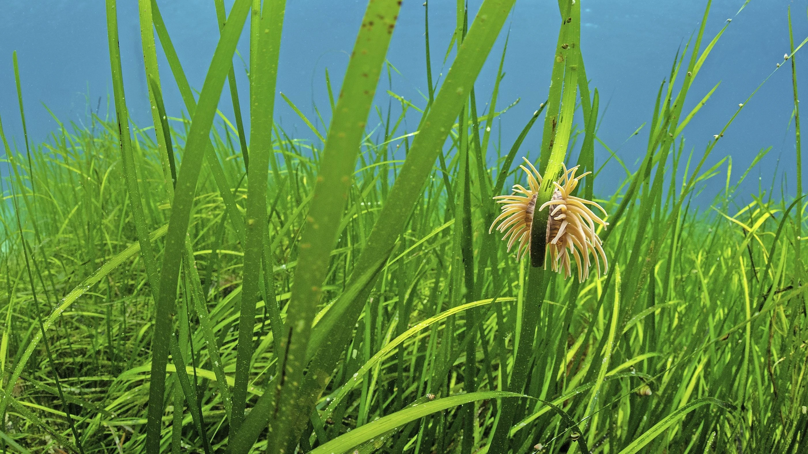 Klimaschutz: Wie man Seegraswiesen aufspürt