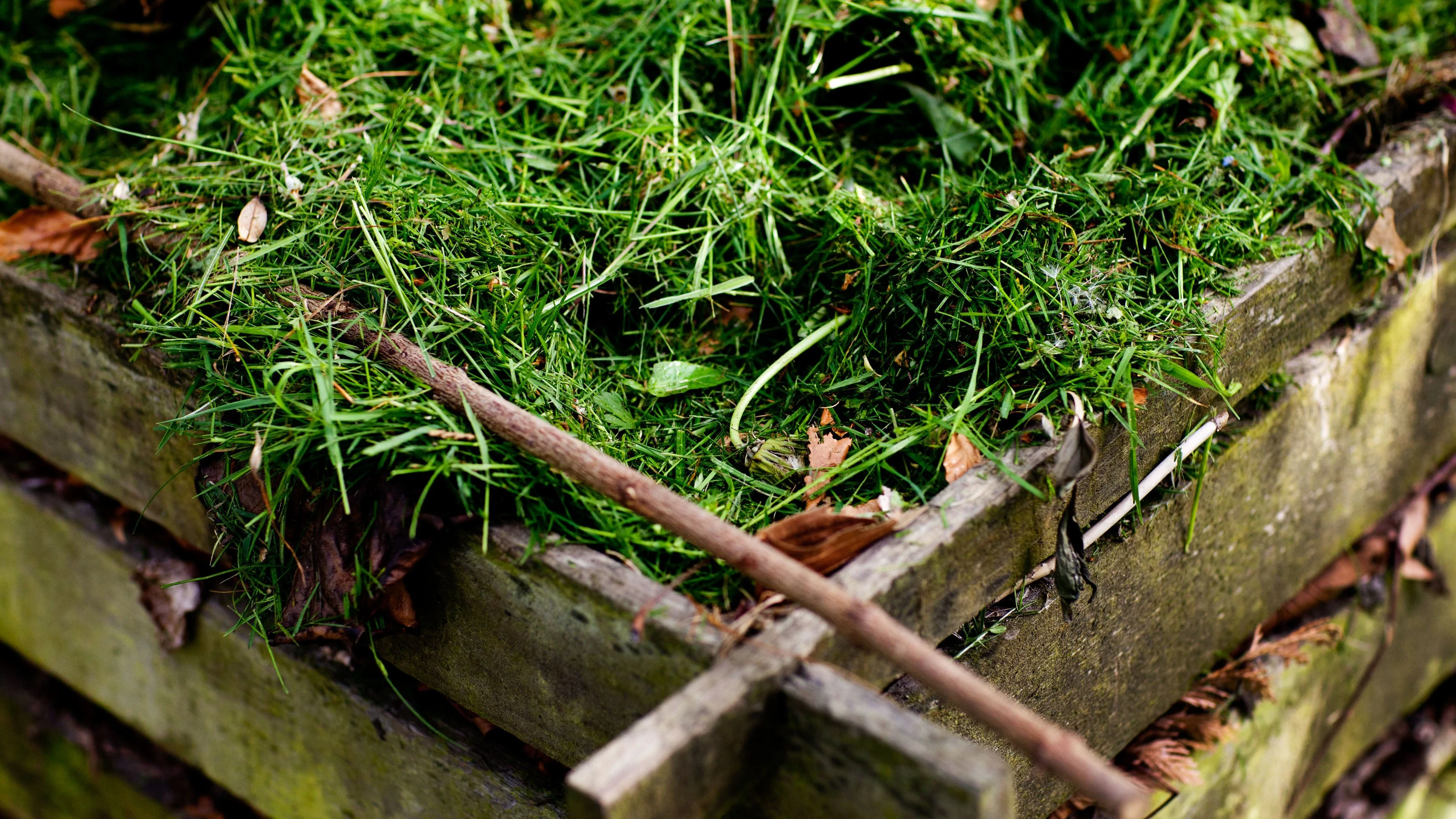 Gewissen und Gartenarbeit: Die Kerne lügen nicht