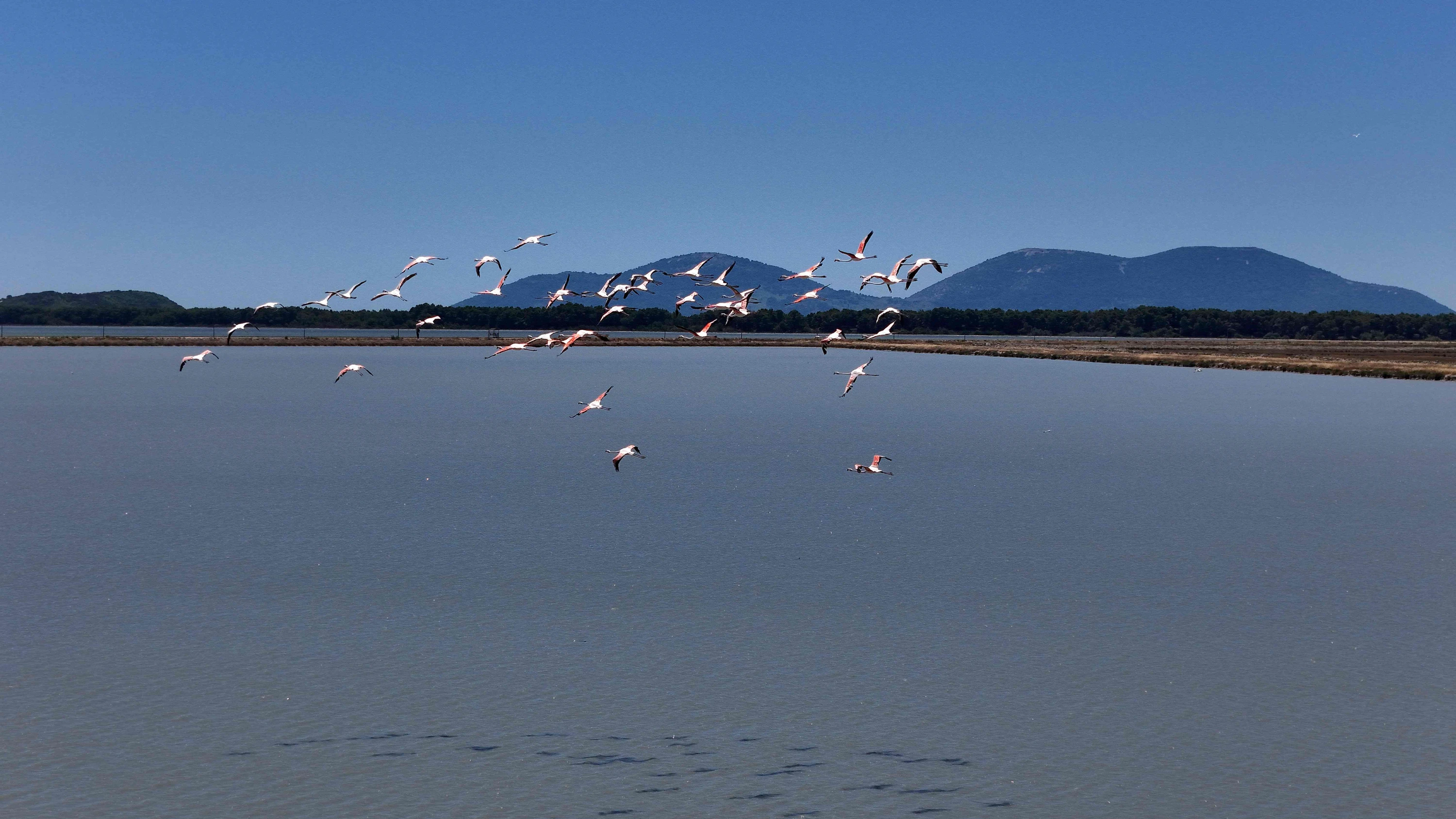 Flamingos in der Bucht von Narta in der Nähe der albanischen Stadt Vlore: Auf der vorgelagerten Insel Sazan plant Jared Kushner ein Luxusresort. - AFP
