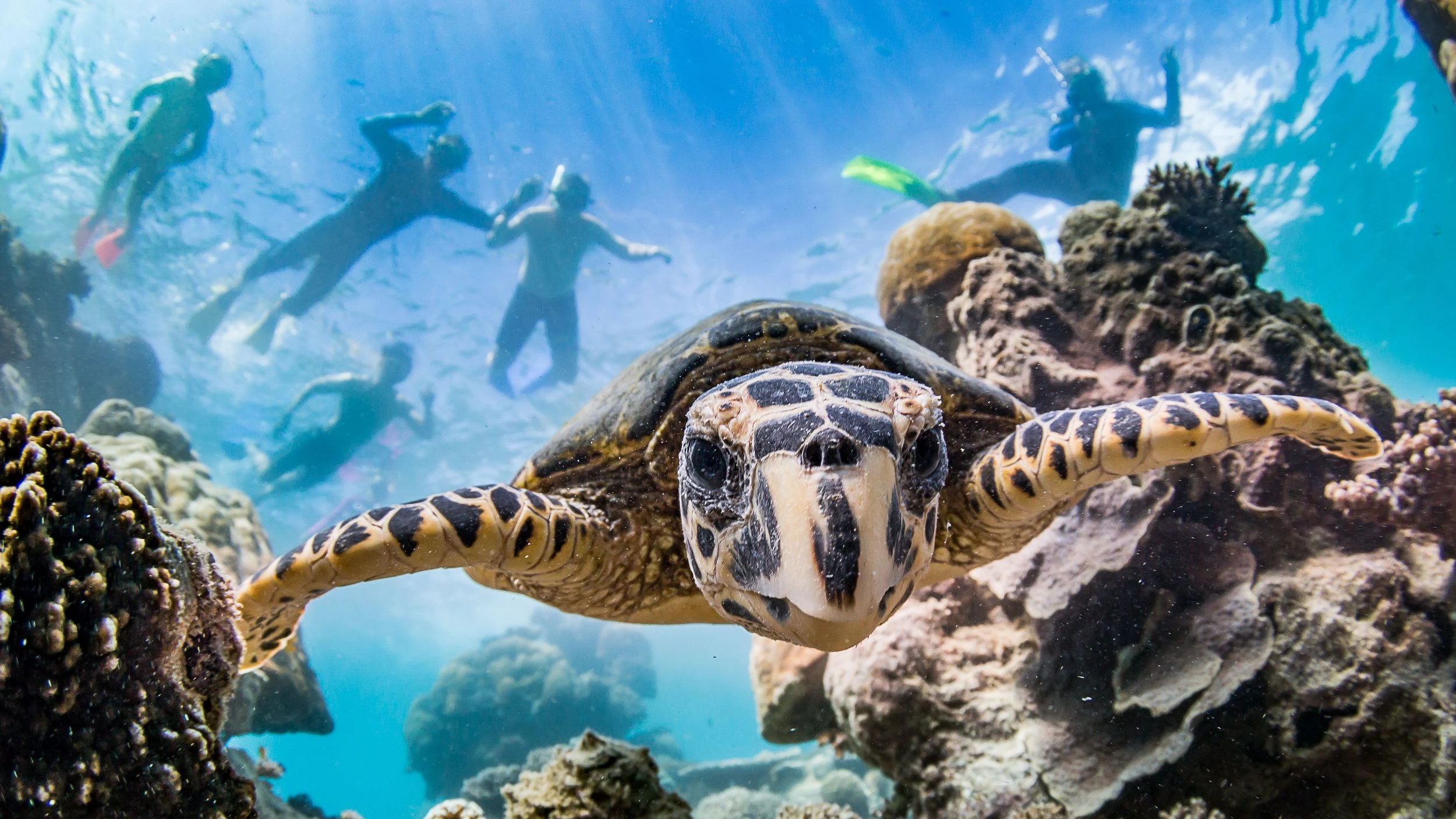 Eine Schildkröte und ihre schnorchelnden Bewunderer am australischen Ningaloo-Riff. In besonders sensiblen Ökosystemen ist es meist verboten, Sonnencreme aufzutragen und sich den Korallen zu nähern. - dpa