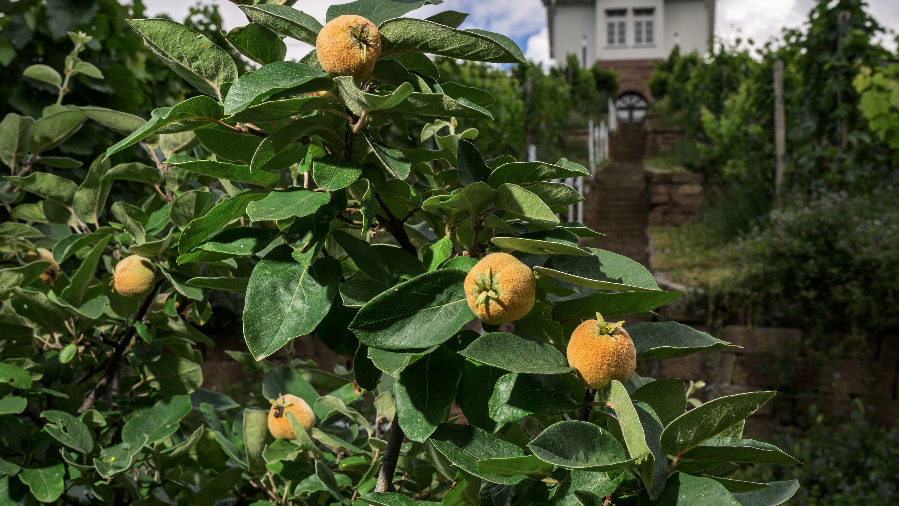 Alte Früchte neu entdeckt: Wie ich meinen Quittenbaum lieben lernte