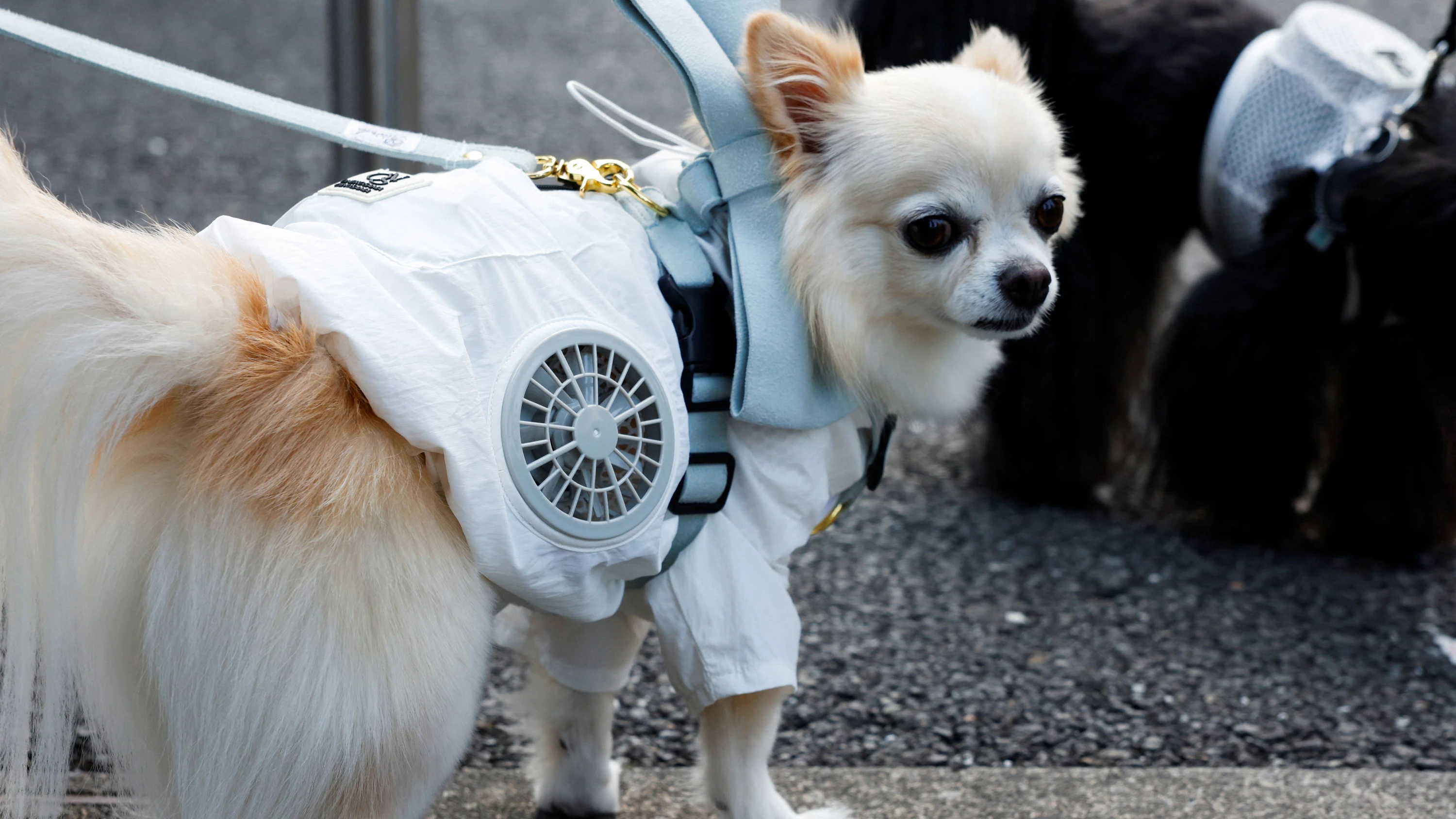Bild: gegen die Rekordhitze: Kühlweste mit Ventilatoren soll Japans Haustieren helfen