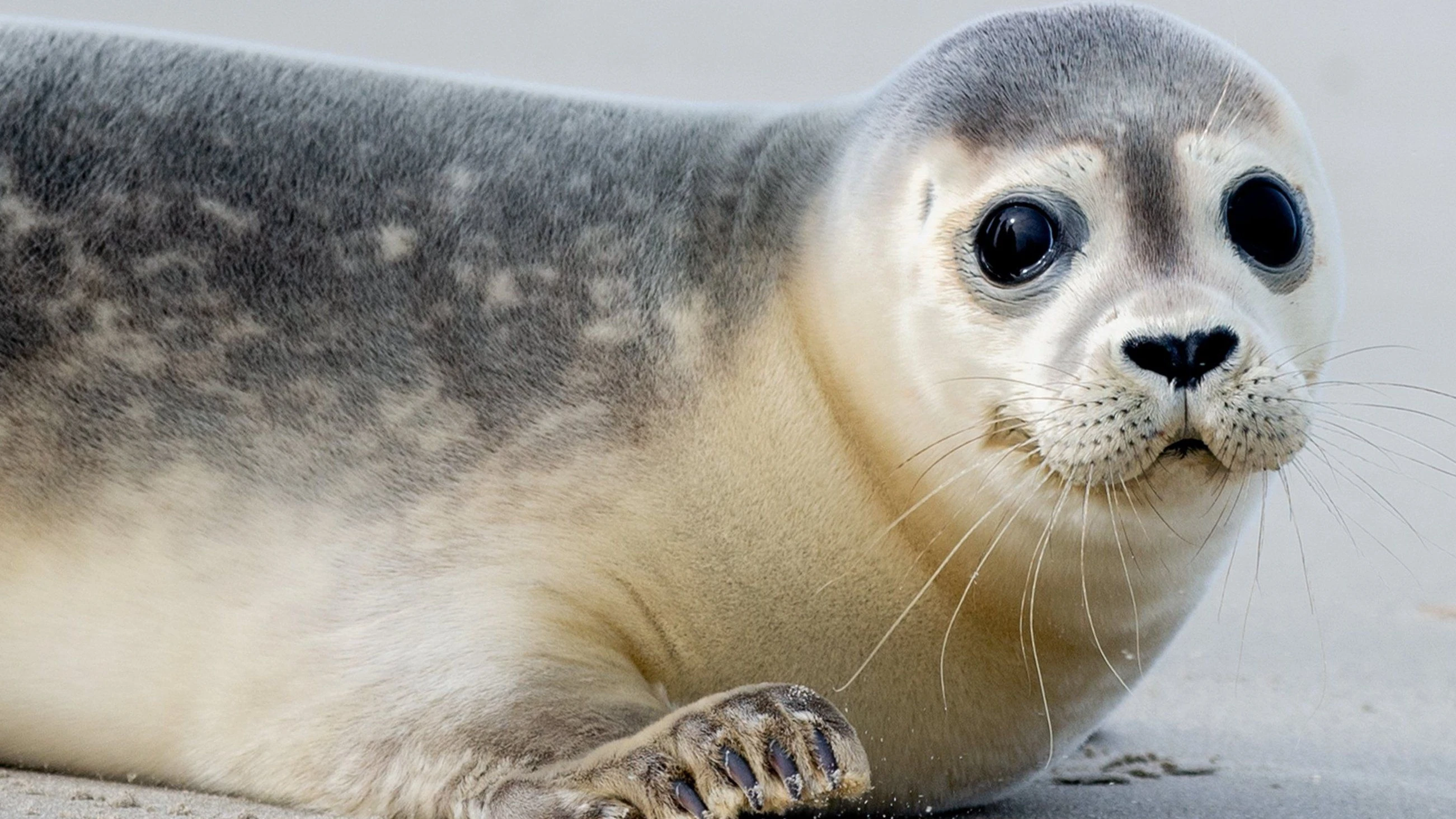 Wegen hohen Wasserstands?: Robbe stirbt bei Unfall mit Auto