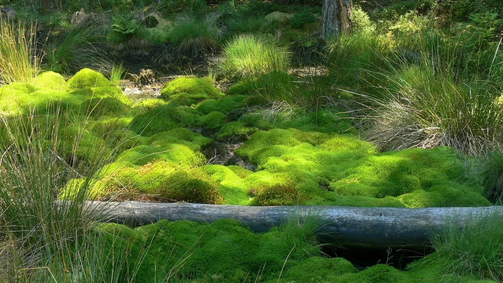 Der Wandertipp: Wandermärchen im Land der Mythen und Moore