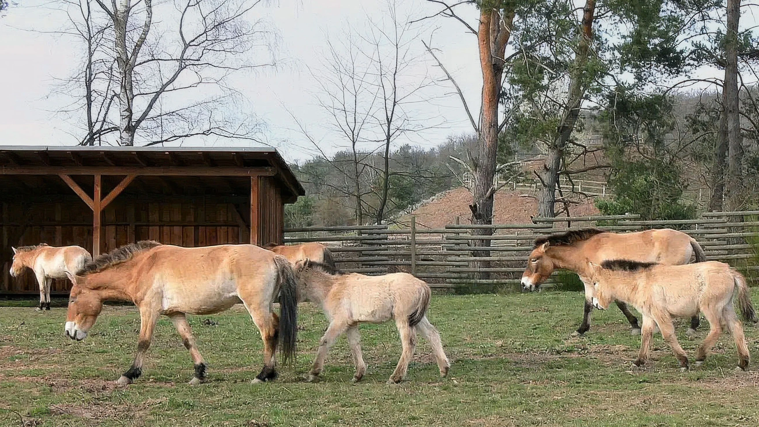 Der Wandertipp: Pferde anstelle von Panzern