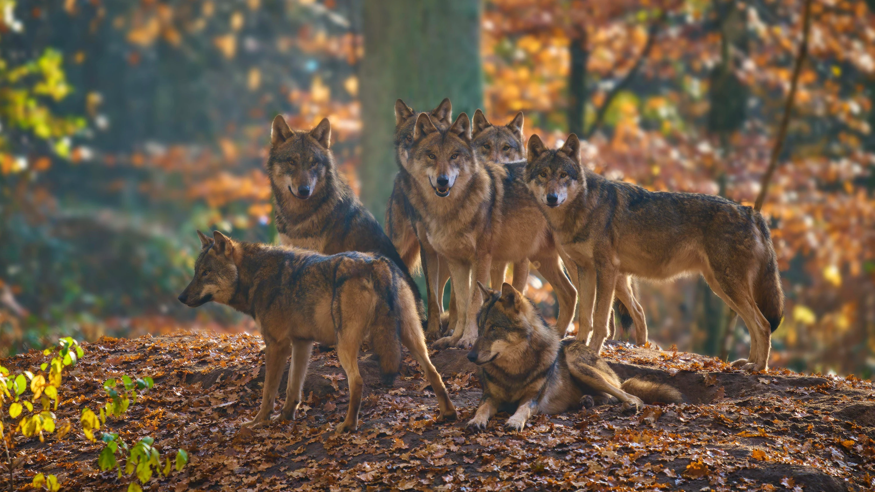 Präsent: Auf einem von Blättern bedeckten Hügel im frühherbstlichen Wald hat sich ein Rudel von Wölfen zusammengefunden. - Picture Alliance