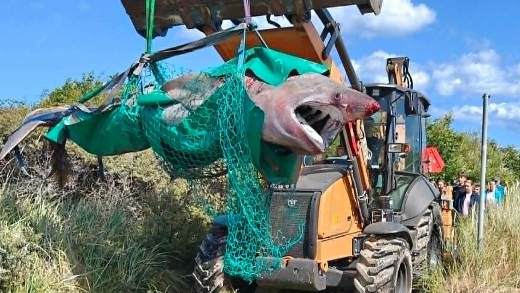 Geborgener Riesenhai vor der Küste Dänemarks - nordsoenoceanarium/Facebook
