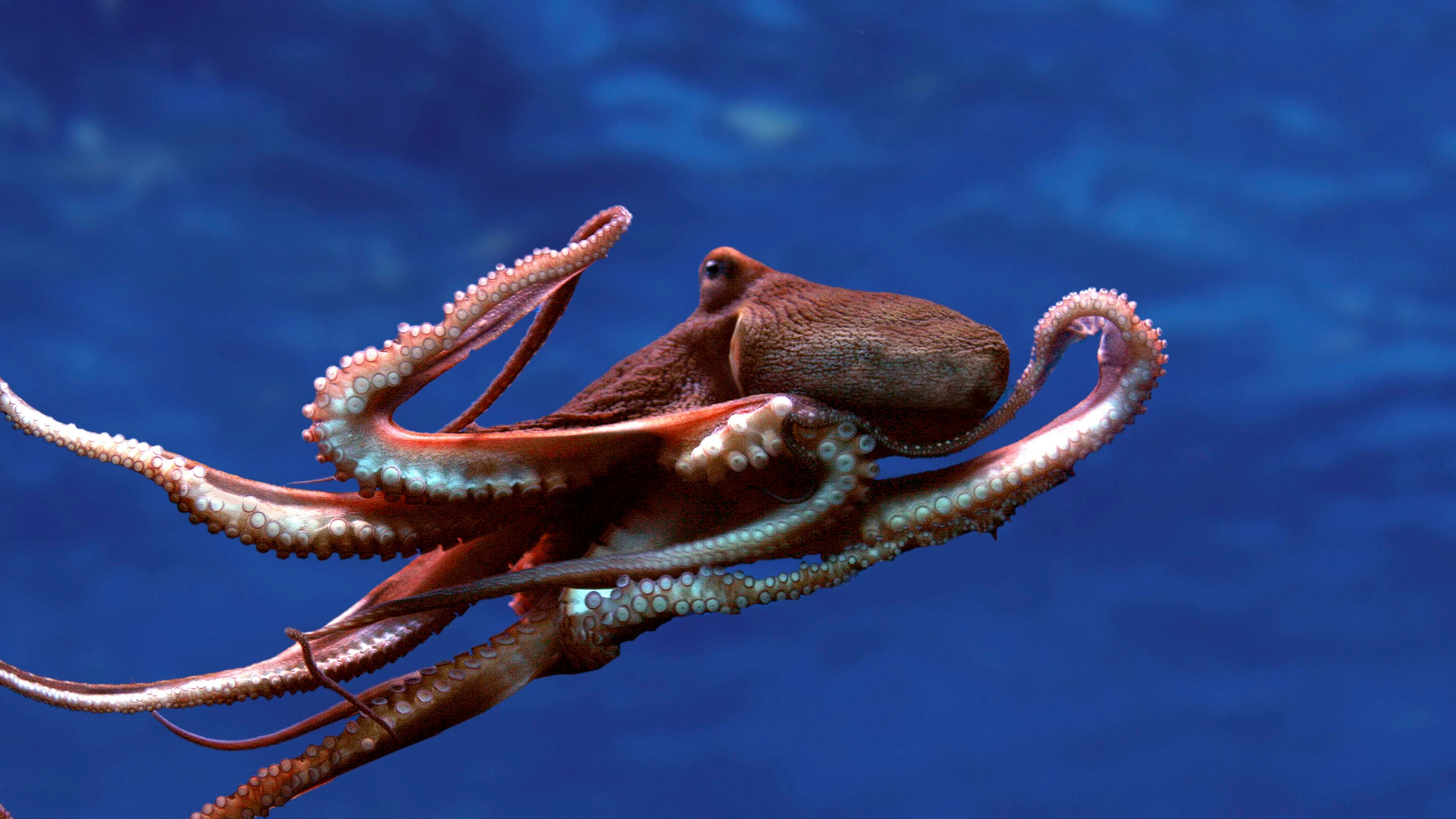 Ökologisches Gleichgewicht: Oktopus gegen Blaukrabbe