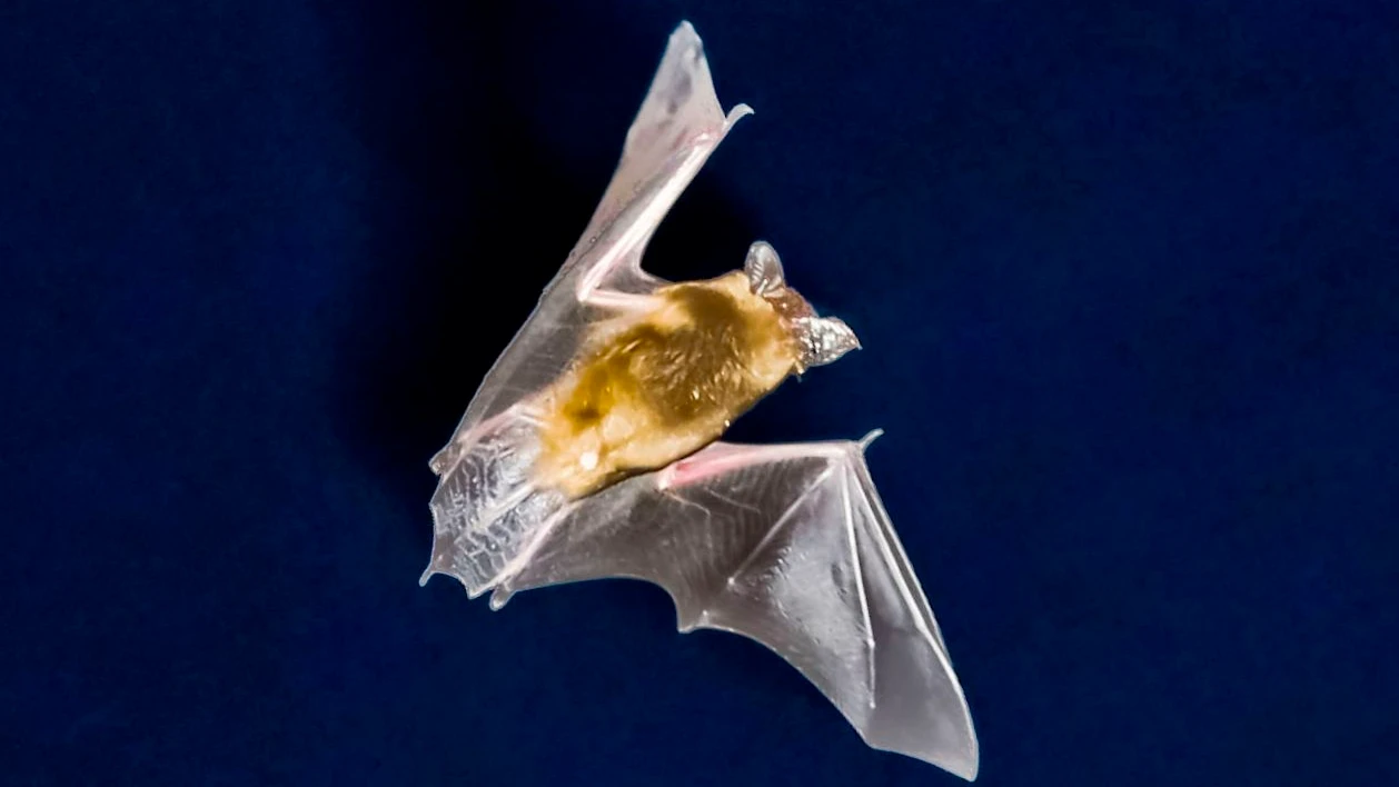 Fledermaus, Wolf, Kormoran: Naturschutzrecht kennt keine Hierarchie der Arten