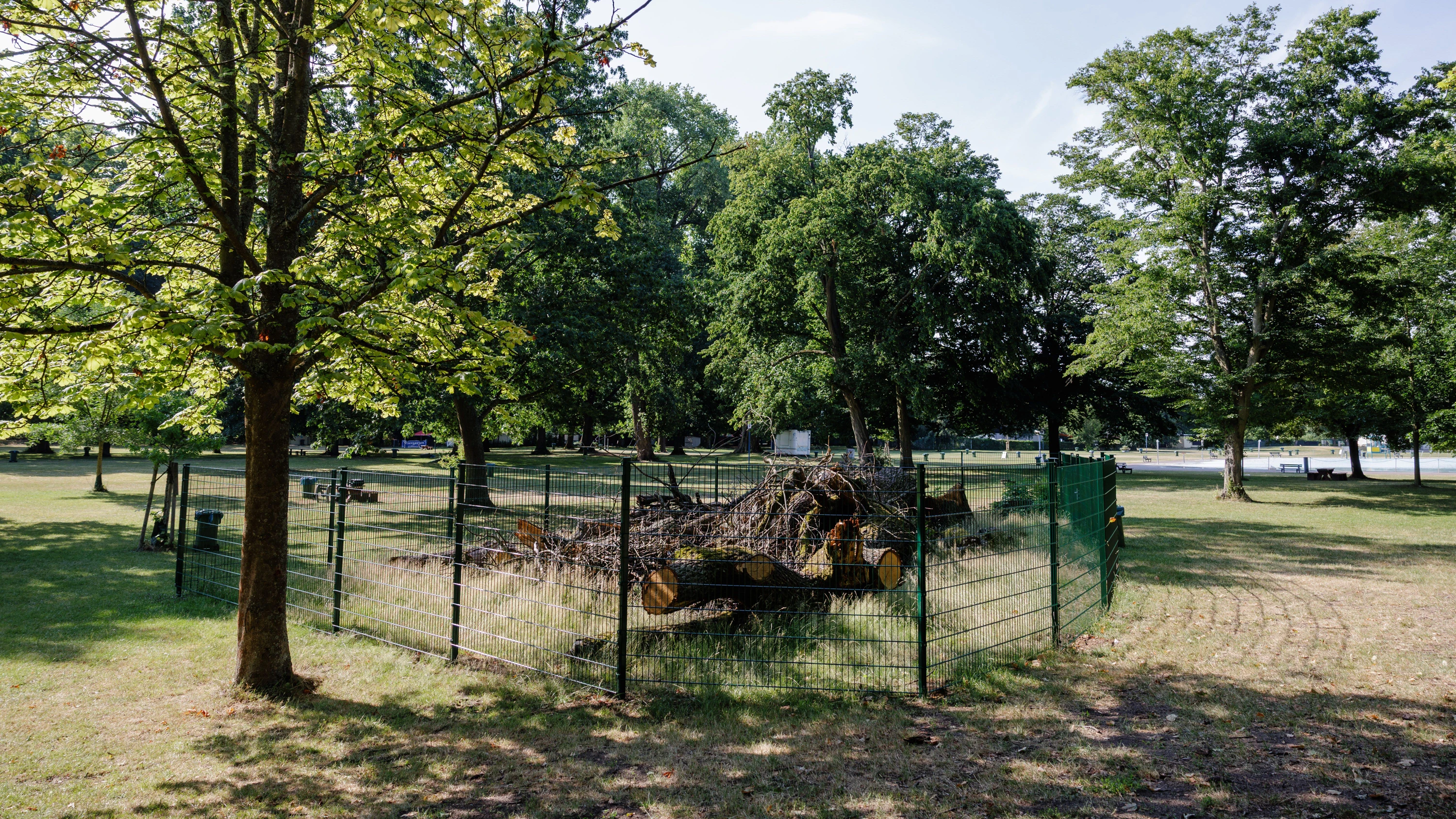 Frankfurter Brentanobad: Warum ein toter Baum durch einen Zaun geschützt wird Frankfurter Brentanobad: Warum ein toter Baum durch einen Zaun geschützt wird