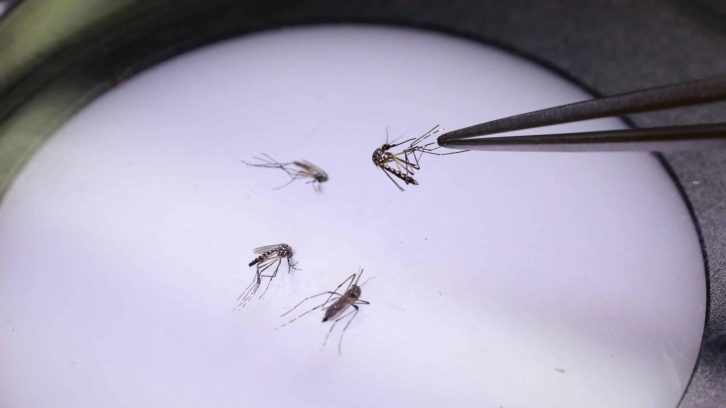 Rhein-Main-Feierabendbriefing: Zwei Labore untersuchen Malaria-Todesfälle in Frankfurt