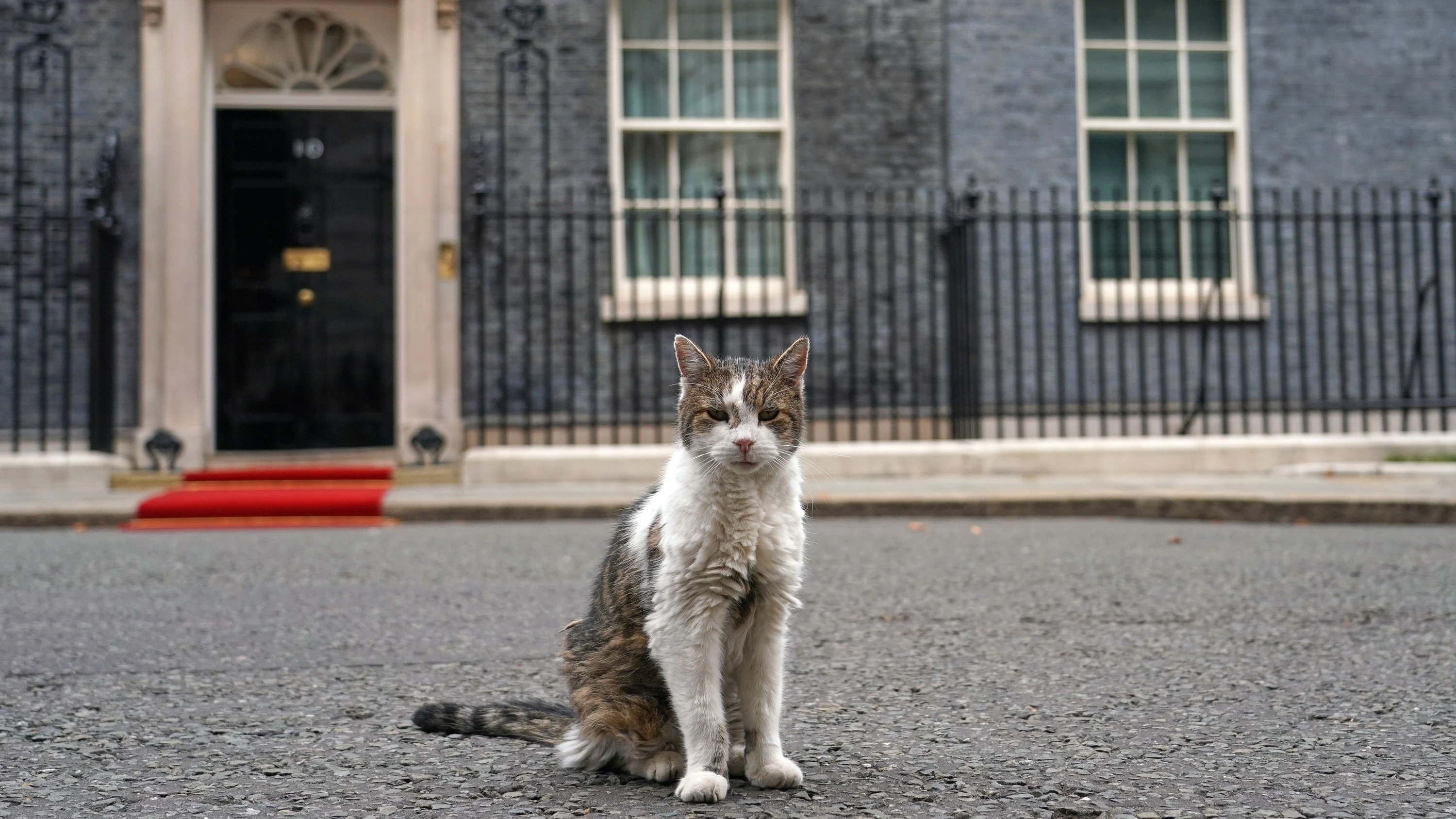 Downing Street: Chief Mouser Larry erholt sich von OP