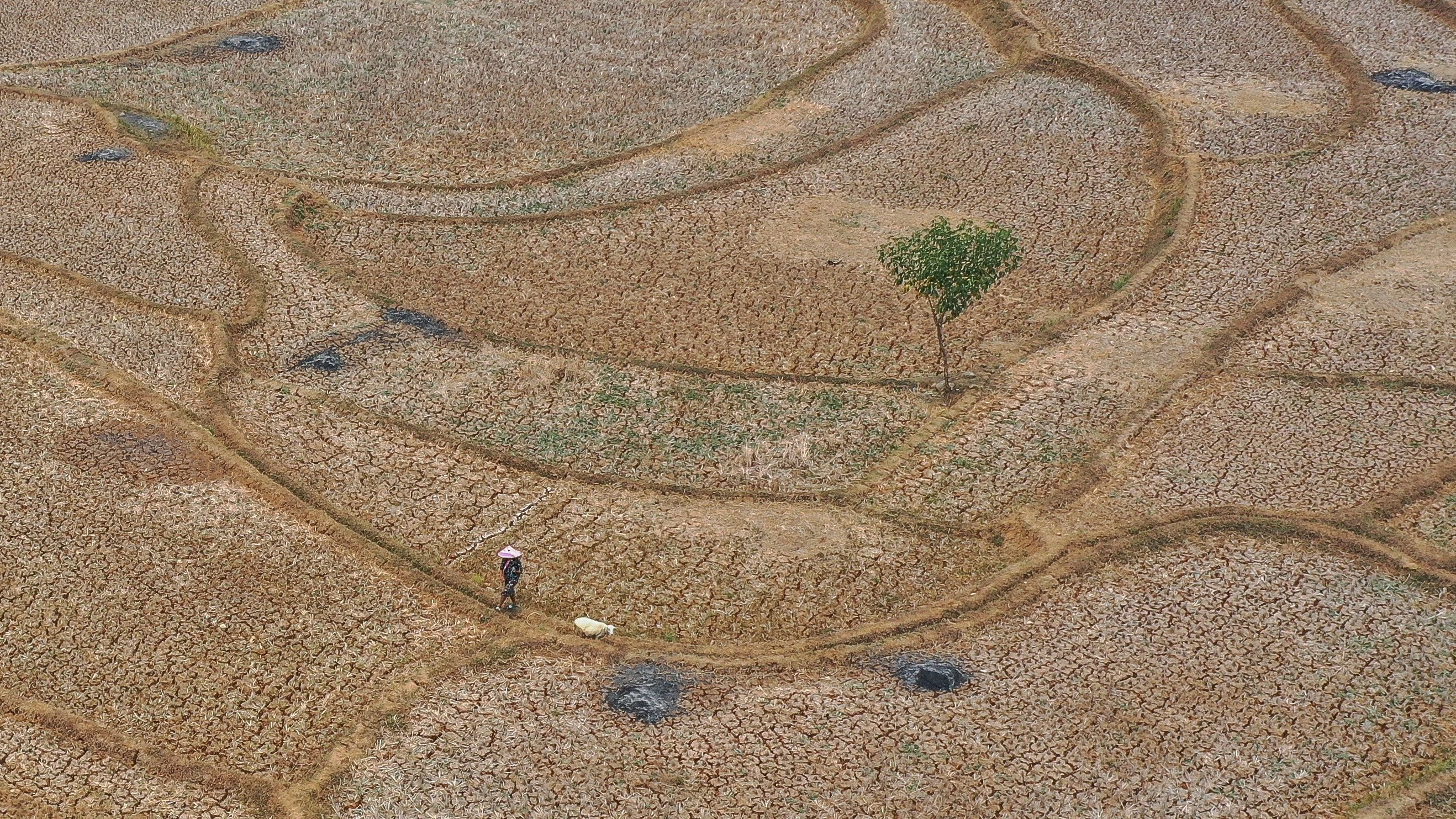 Ausgetrocknet: Schäfer mit Schaf auf einem Feld in Indonesien - EPA