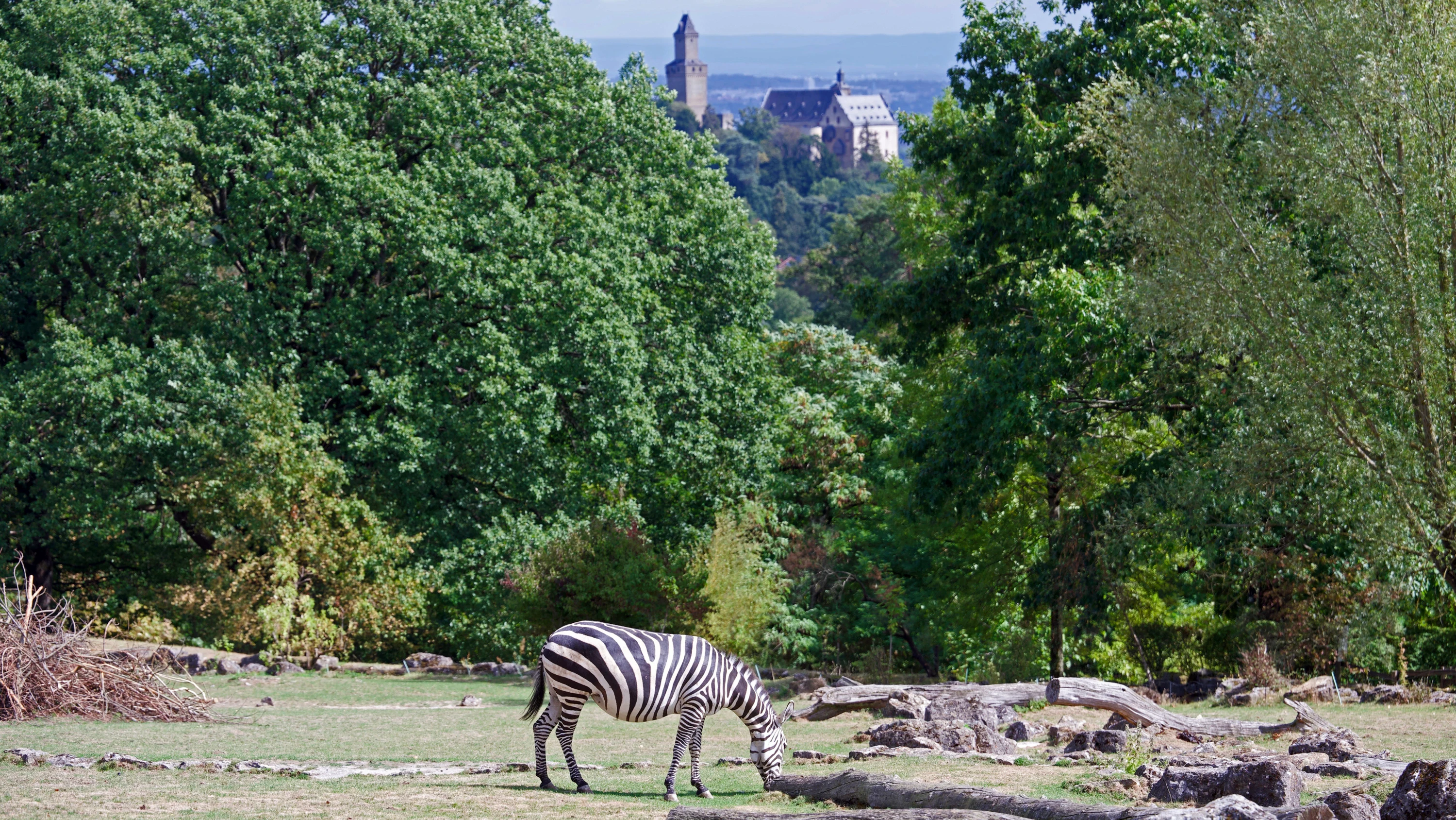 70 Jahre Opel-Zoo: Der Taunus als Heimat für Nashörner und Tapire