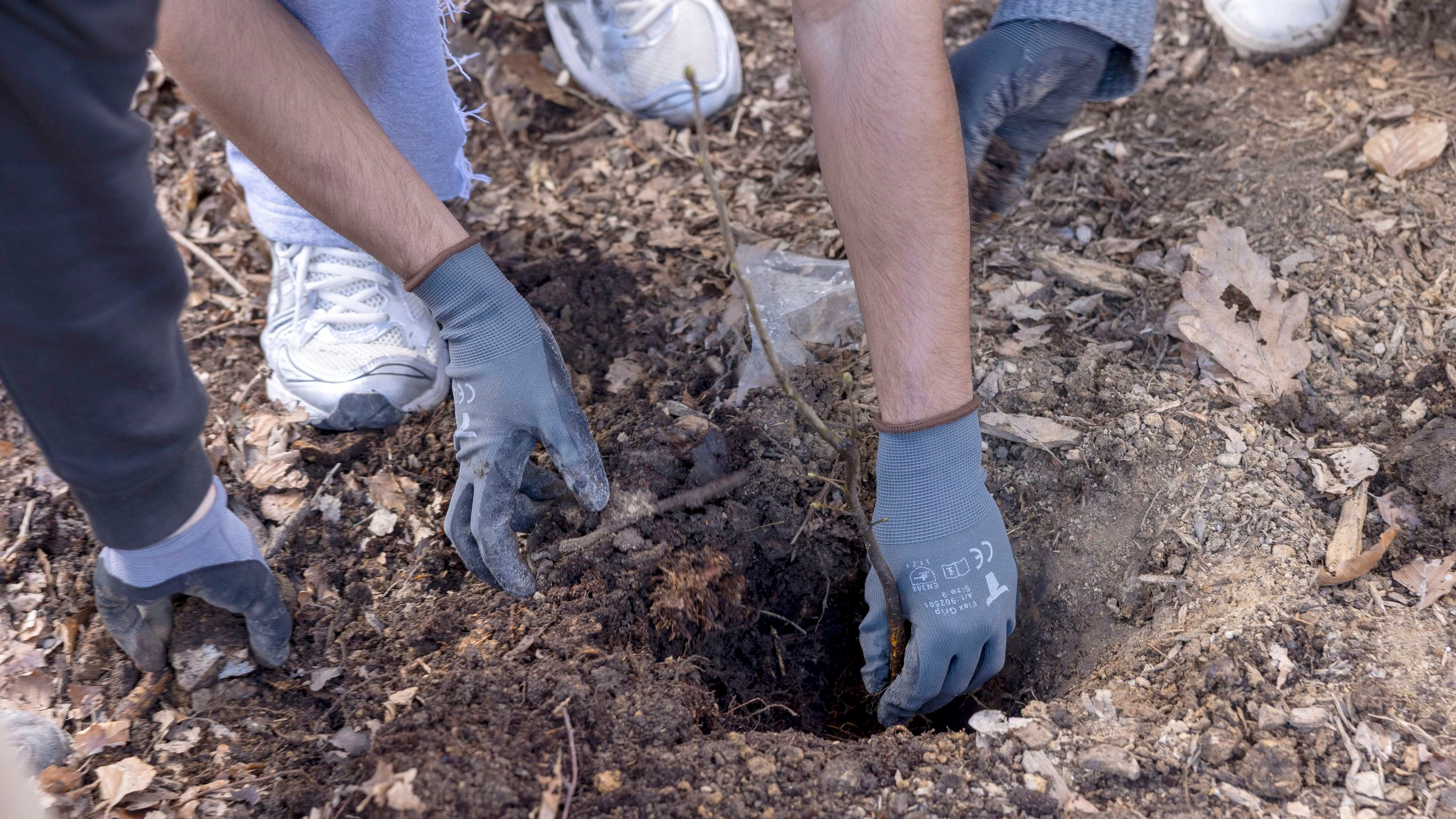 Baumpflanzungen im Taunus: Symbolpolitik mit Setzlingen