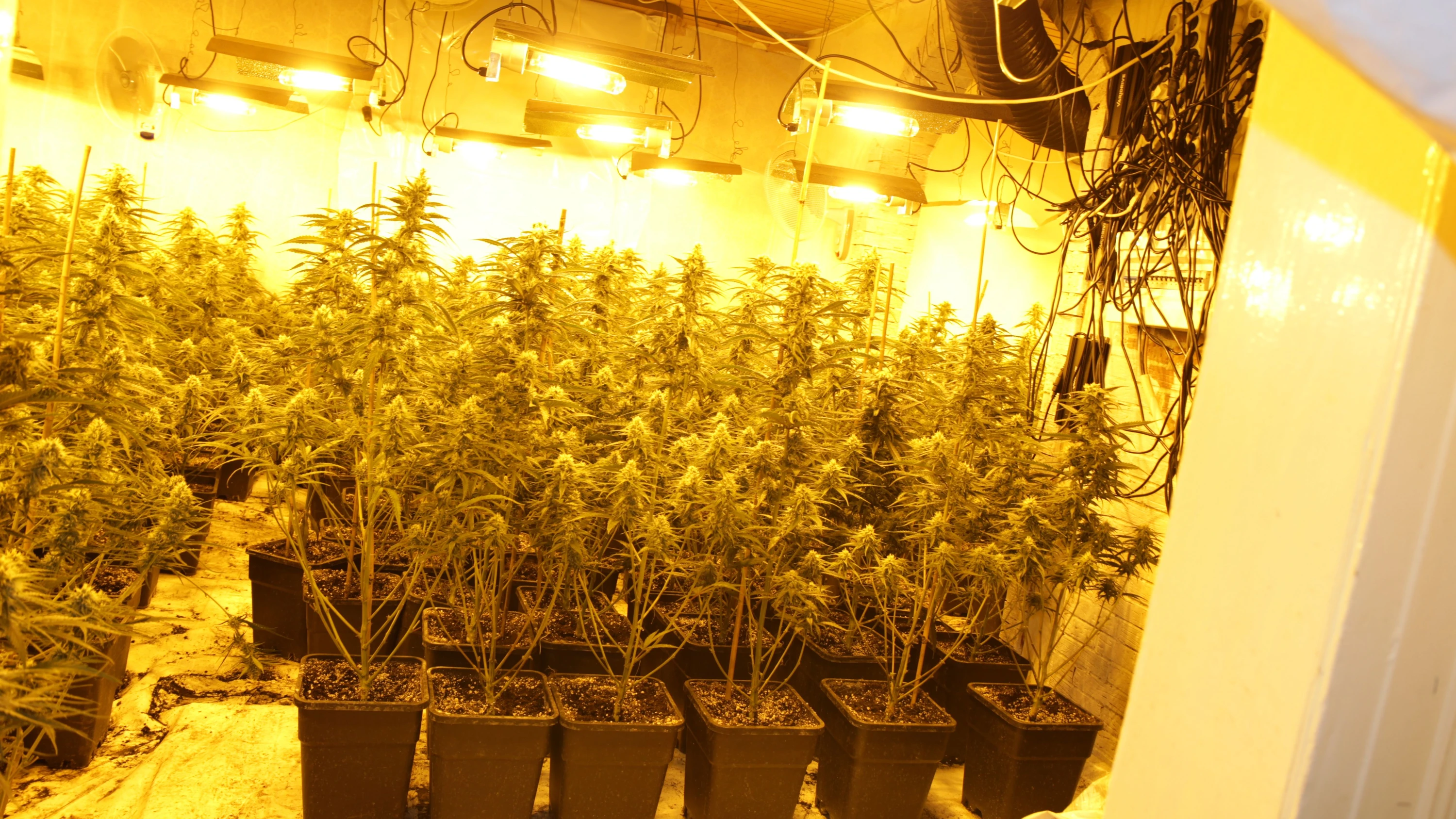 Bild: Zwei Männer in U-Haft: Cannabisplantage mit 1100 Pflanzen entdeckt