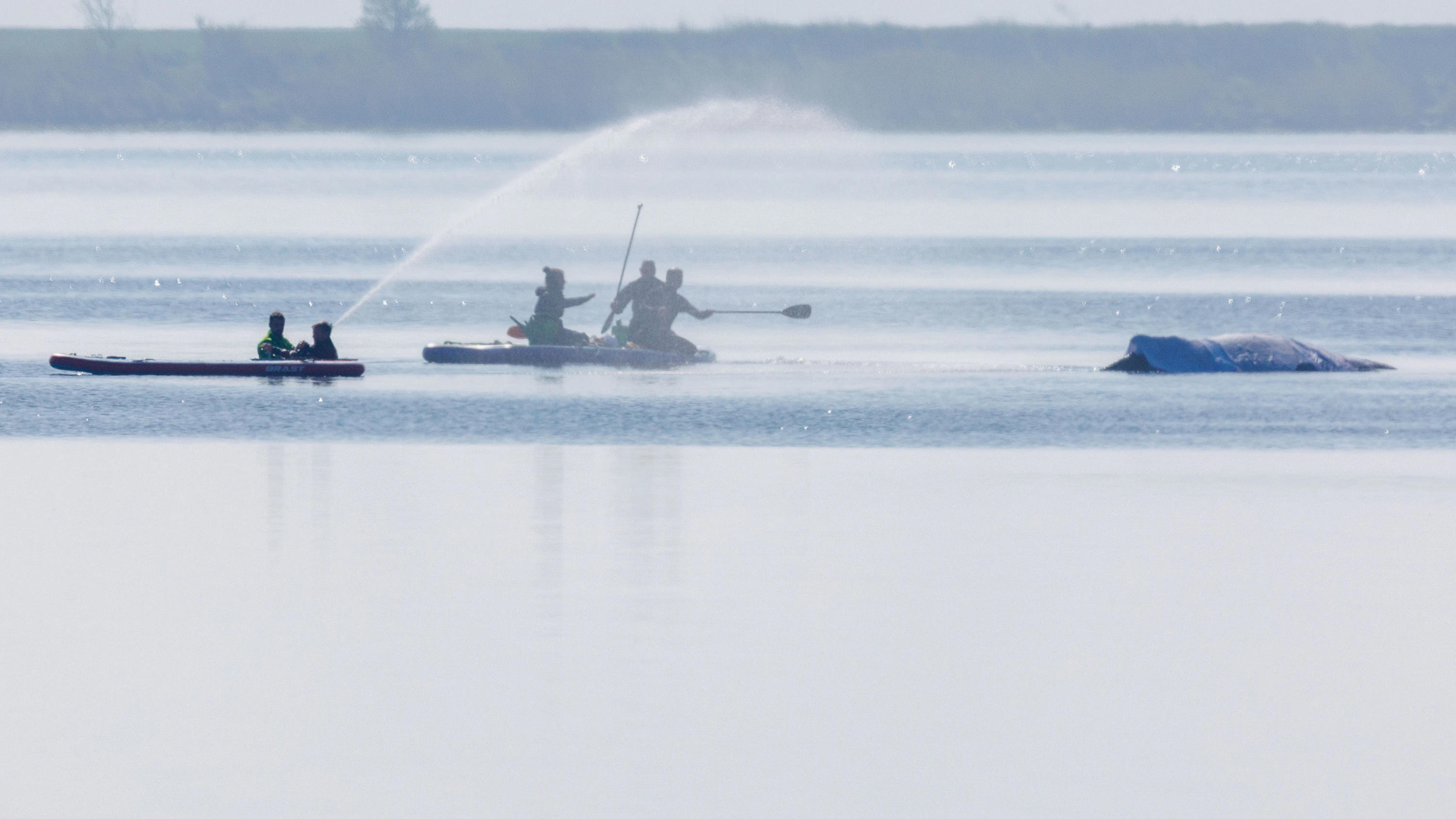 Initiative zur Walrettung: Gestrandeter Buckelwal muss weiter vor Insel Poel ausharren