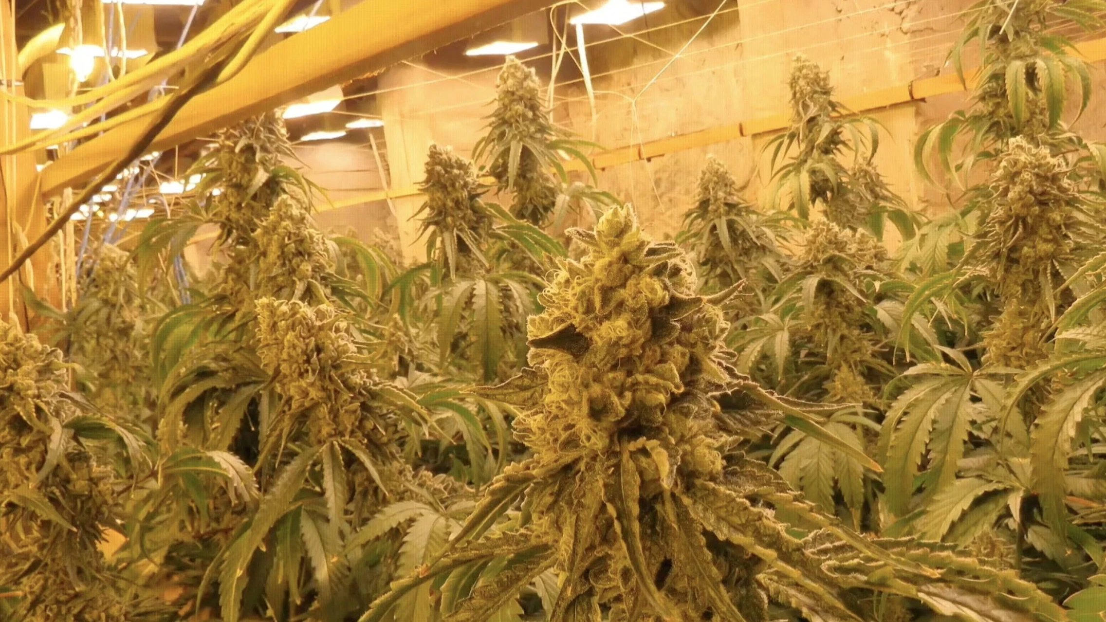 Nach wie vor wird illegales Cannabis angebaut und im Straßenhandel verkauft. - Reuters