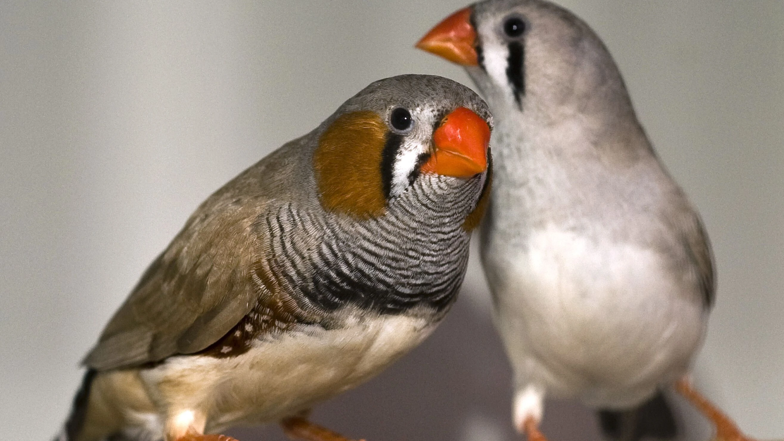Zebrafinken sind bei Verhaltensforschern beliebt. - dpa