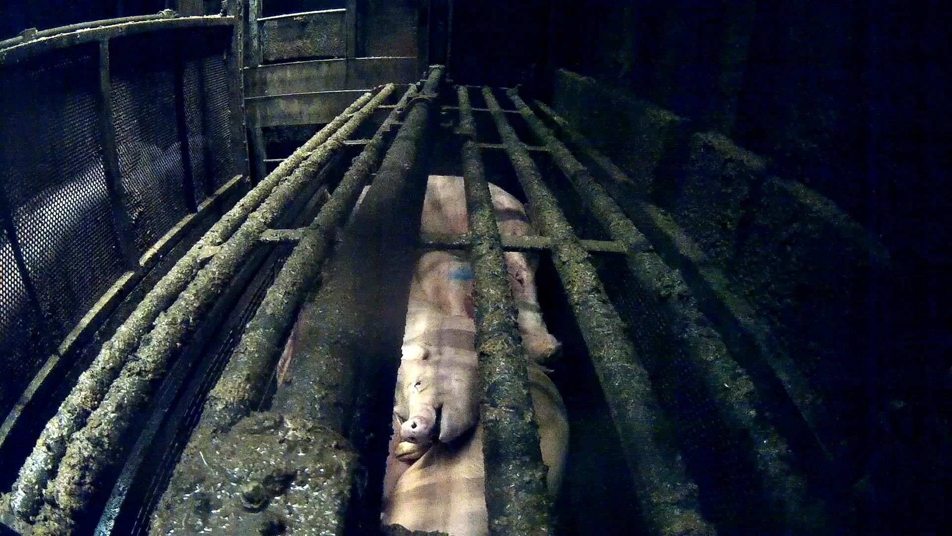Kolumne „Zurück zur Natur“: Gemetzel hinter Schlachthofmauern
