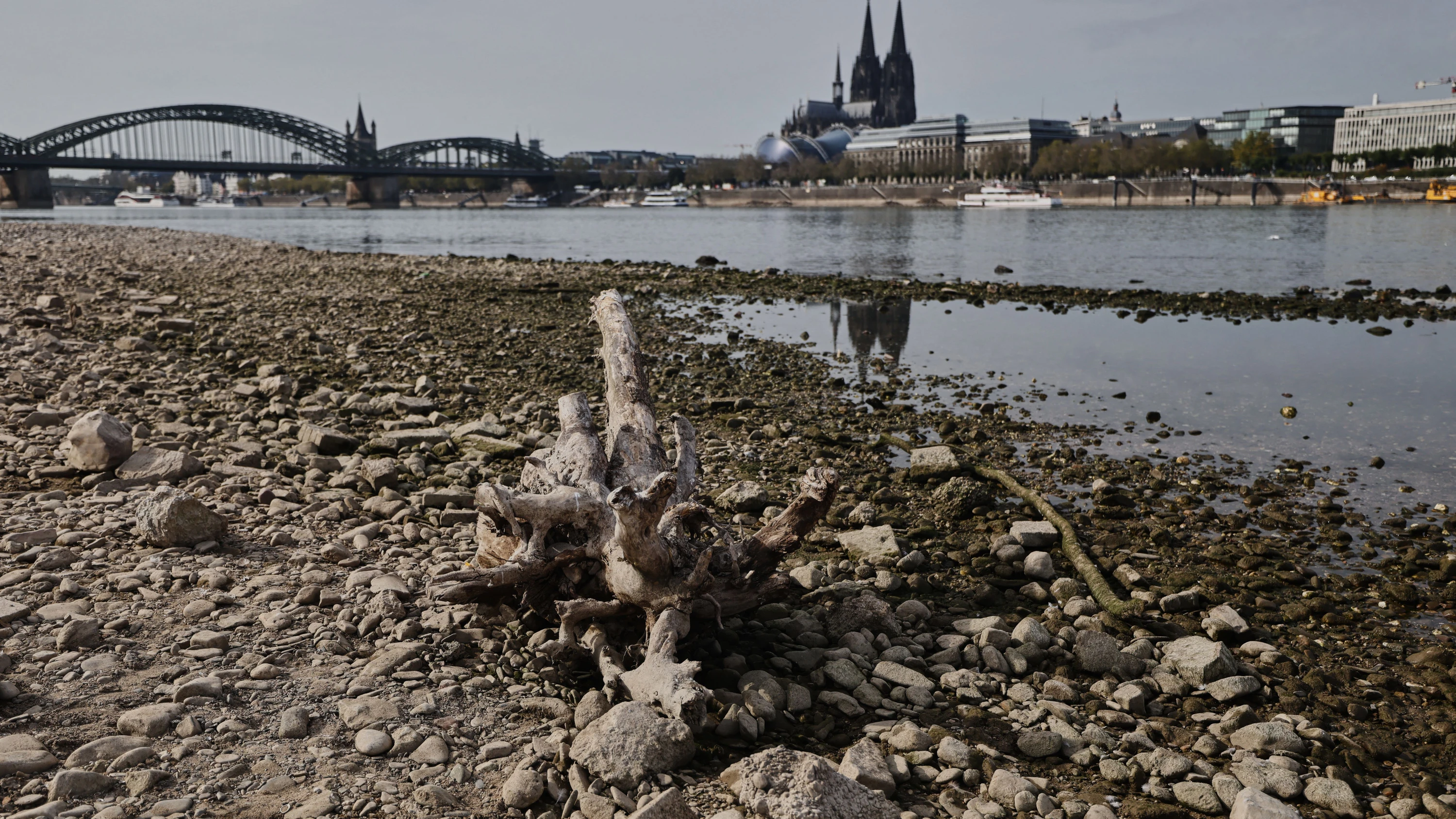 Köln: Die außerordentlich niedrigen Pegelstände am Rhein erschweren den Schiffsverkehr. - dpa
