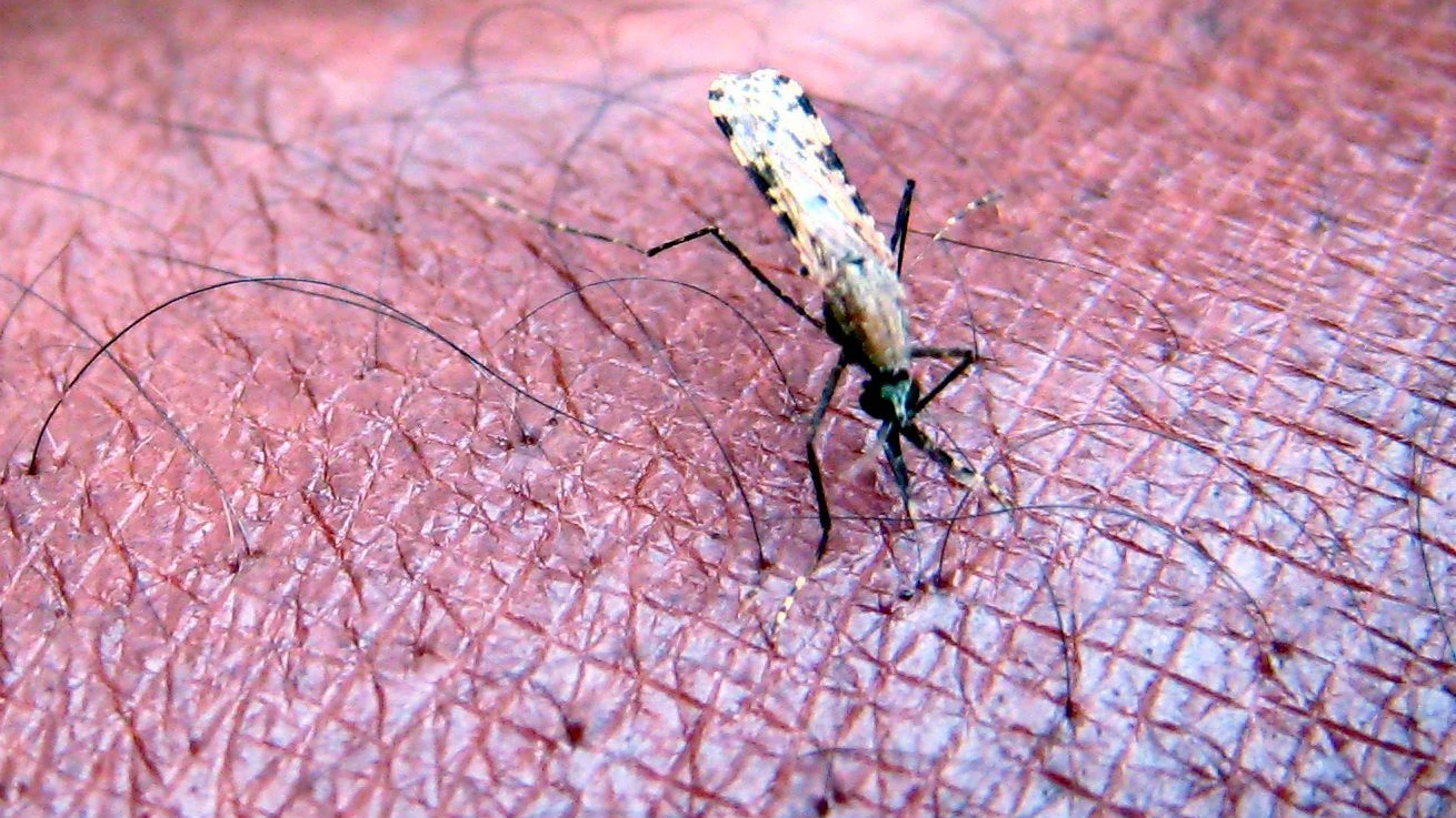 Todesfälle in Frankfurt: Wie Flughafenmalaria übertragen wird