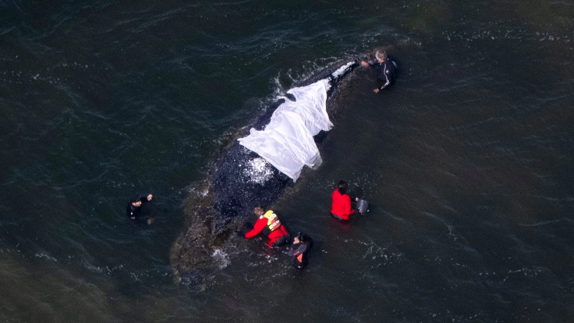 Gestrandeter Buckelwal: „Timmy könnte ein Symbol dafür sein, was wir dem Meer antun“
