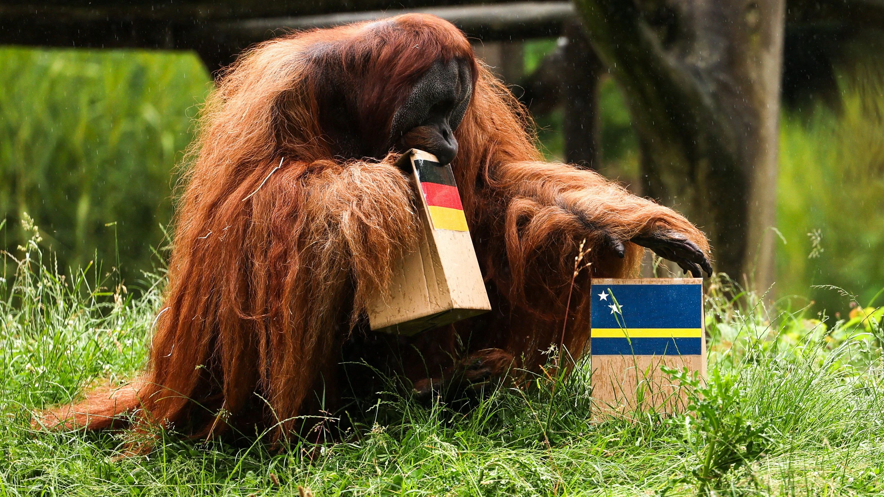 Fußball-WM-Prognose: So groß ist die Siegchance für Curaçao gegen Deutschland Fußball-WM-Prognose: So groß ist die Siegchance für Curaçao gegen Deutschland