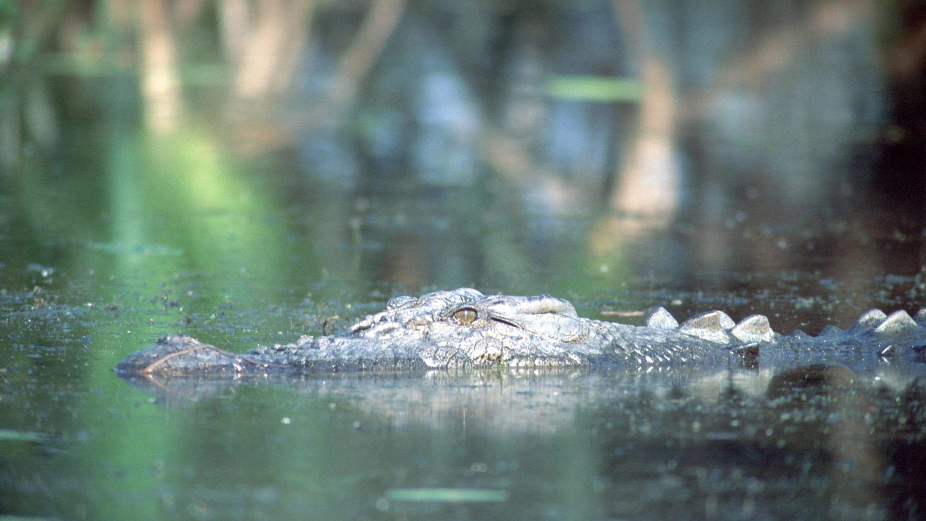 Krokodilalarm in australien: „Die Krokodile sind wirklich überall“ Krokodilalarm in australien: „Die Krokodile sind wirklich überall“