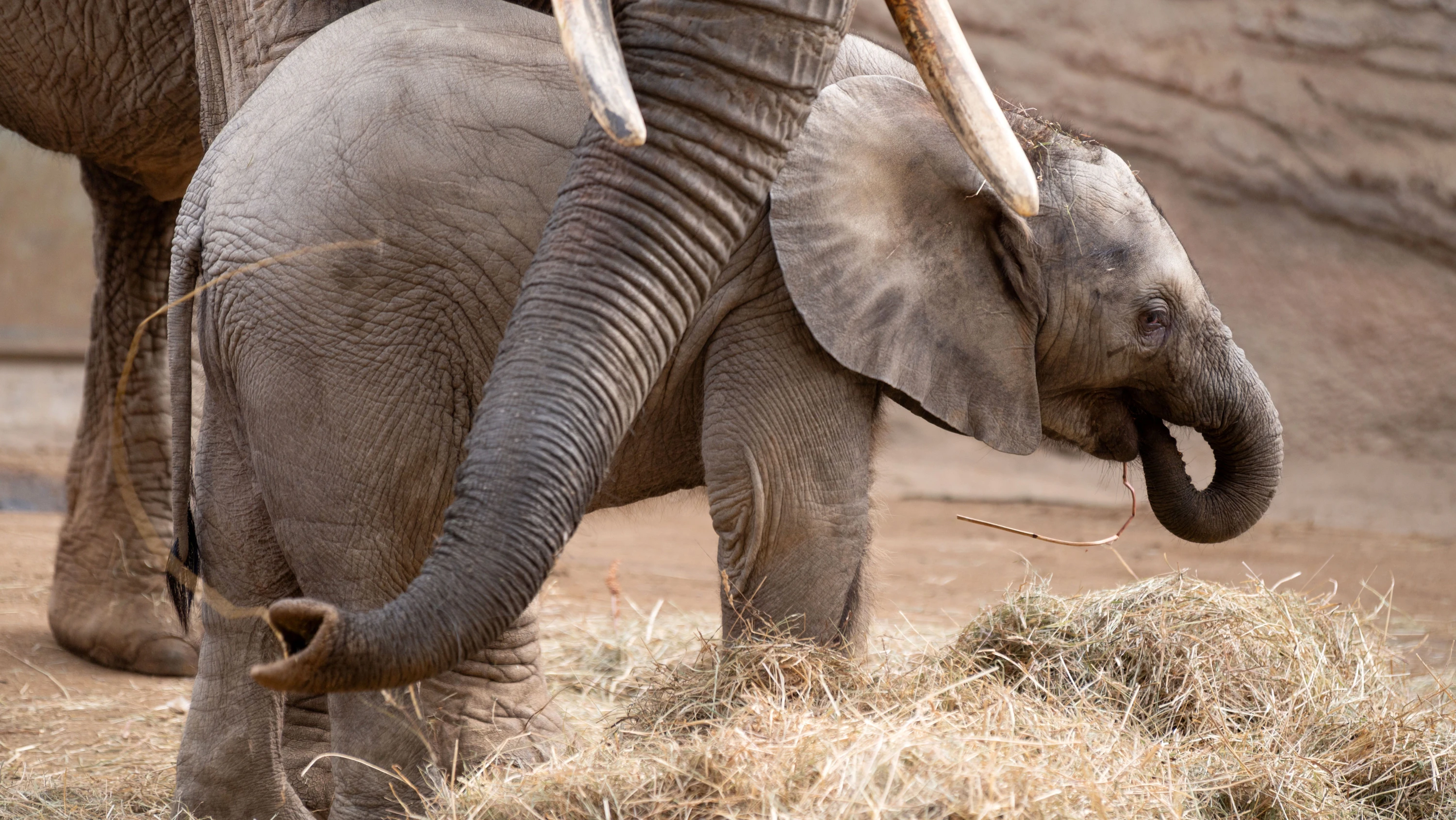Opel-Zoo: Tonnenweise Erinnerungen