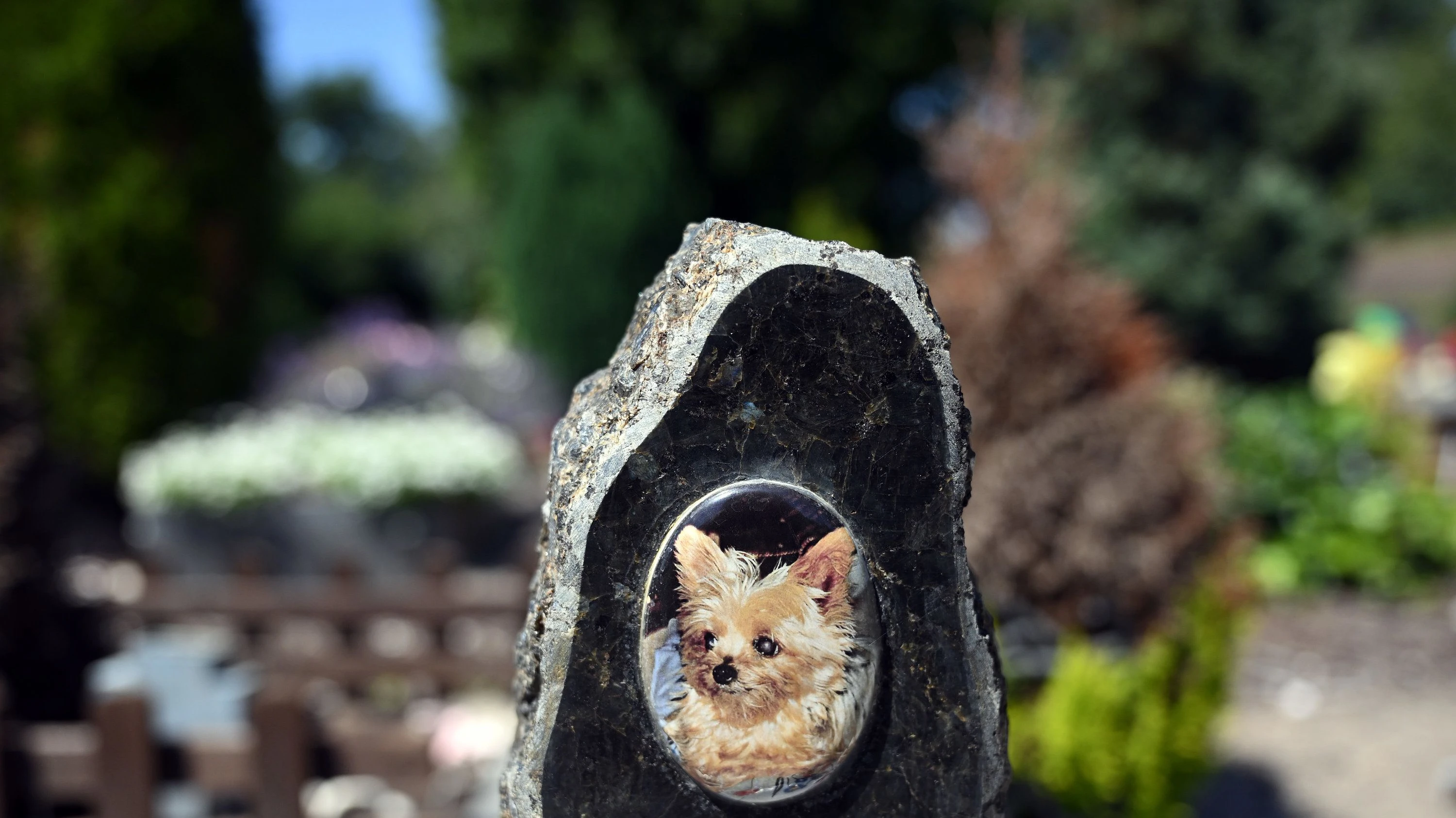 Wenn Bello stirbt: Viele trauern um Tiere ähnlich stark wie um Menschen