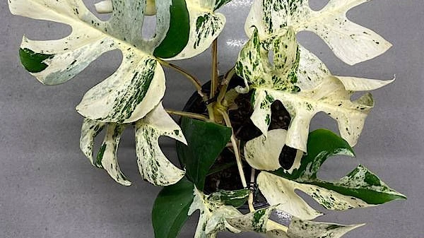 zimmerpflanzen ficus elastica Ficus Elastica Abidjan – 130cm – Große Zimmerpflanze mit dunkelgrünem  Glanzlaub – Luftreinigender Gummibaum für Wohnzimmer Büro Flur –  Pflegeleicht & dekorativ – Frisch aus der Gärtnerei main image 1