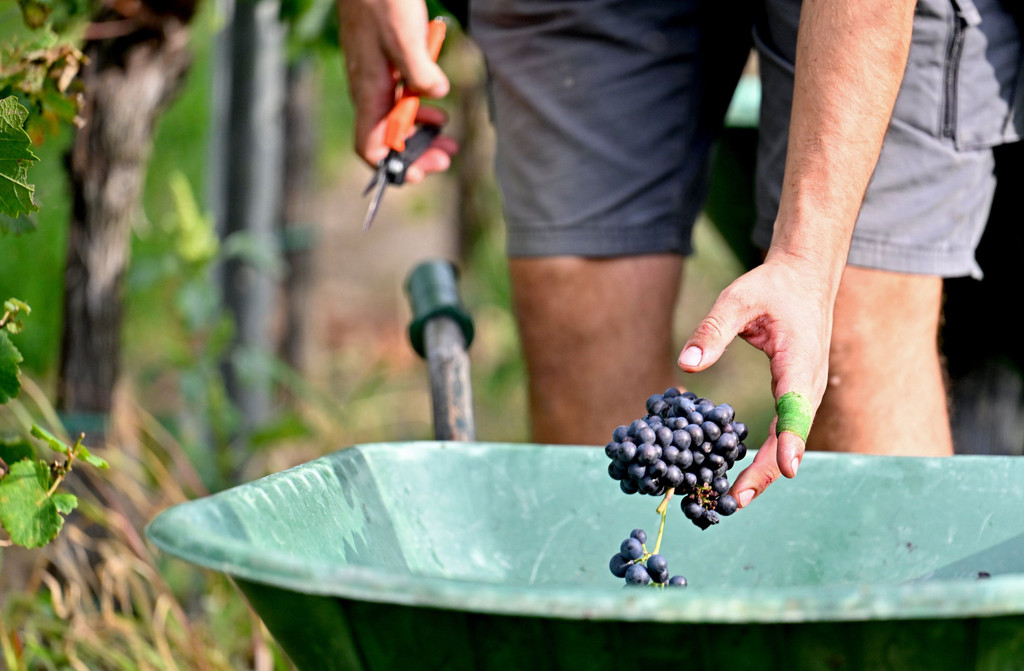 ++ THEMENBILD ++ WEINLESE / WEINBAU