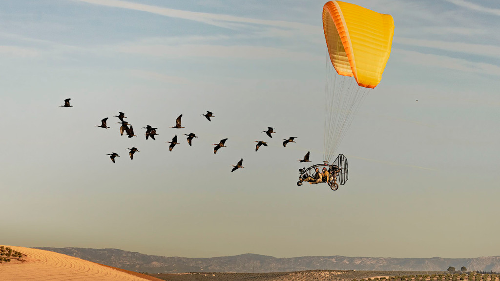Wenn Menschen Vögeln das Fliegen beibringen