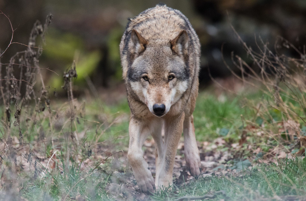 Der Wolf im Paragraphenwald