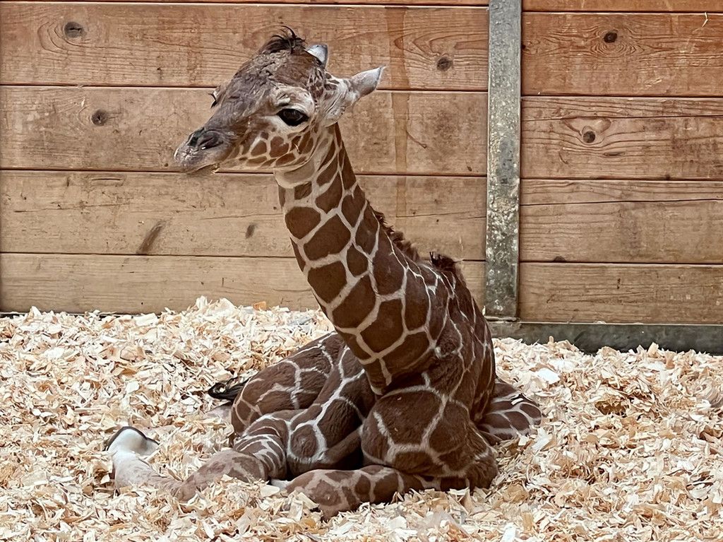 Giraffen-Nachwuchs im Opel-Zoo