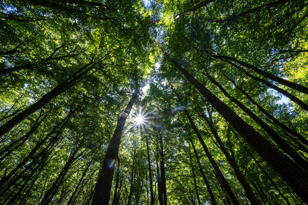 Mischwald in Brandenburg