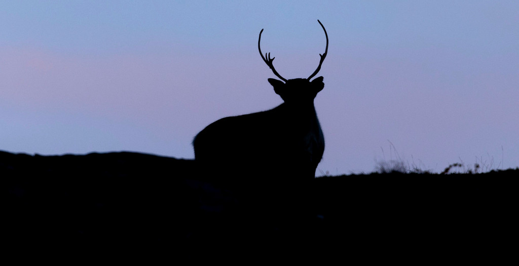 Reindeer At Nordkapp