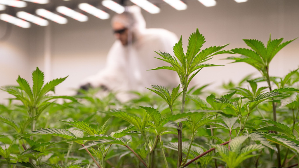 Größter Cannabismarkt